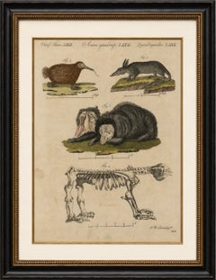 Antique Aardvark, Echidna, Baboons & Skeleton Engraving – Bertuch