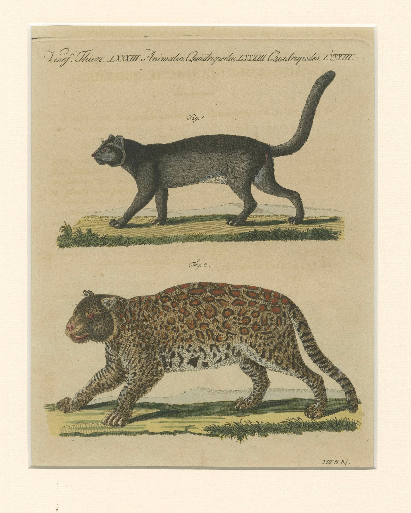 Antique Jaguar & Jaguarundi Engraving – Bertuch, 1813