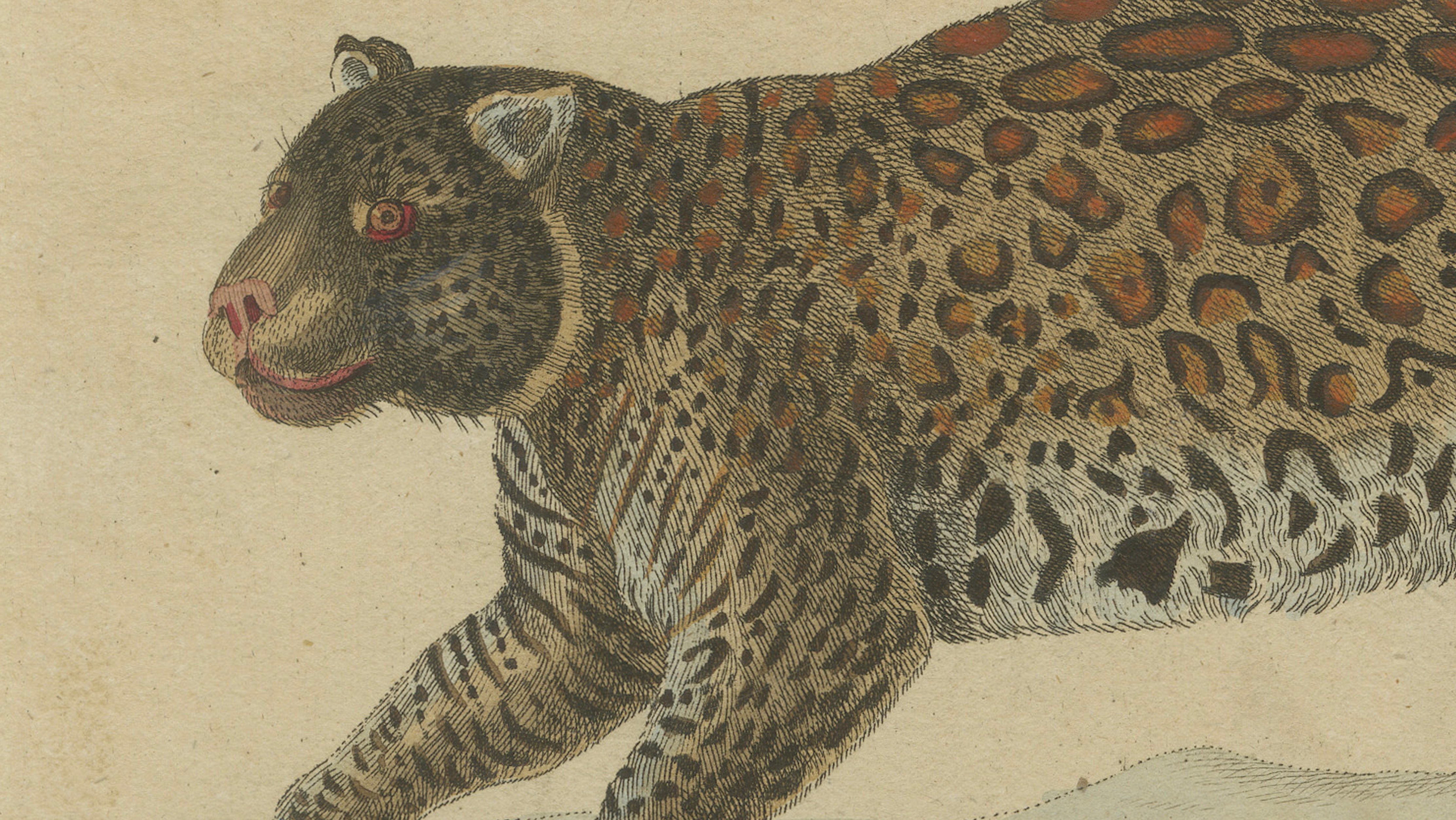 Antique Jaguar & Jaguarundi Engraving – Bertuch, 1813