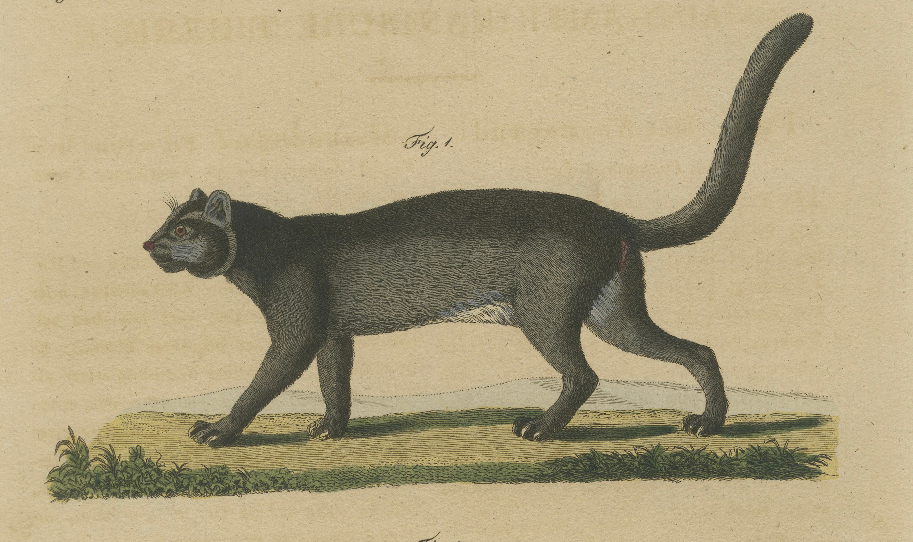 Antique Jaguar & Jaguarundi Engraving – Bertuch, 1813