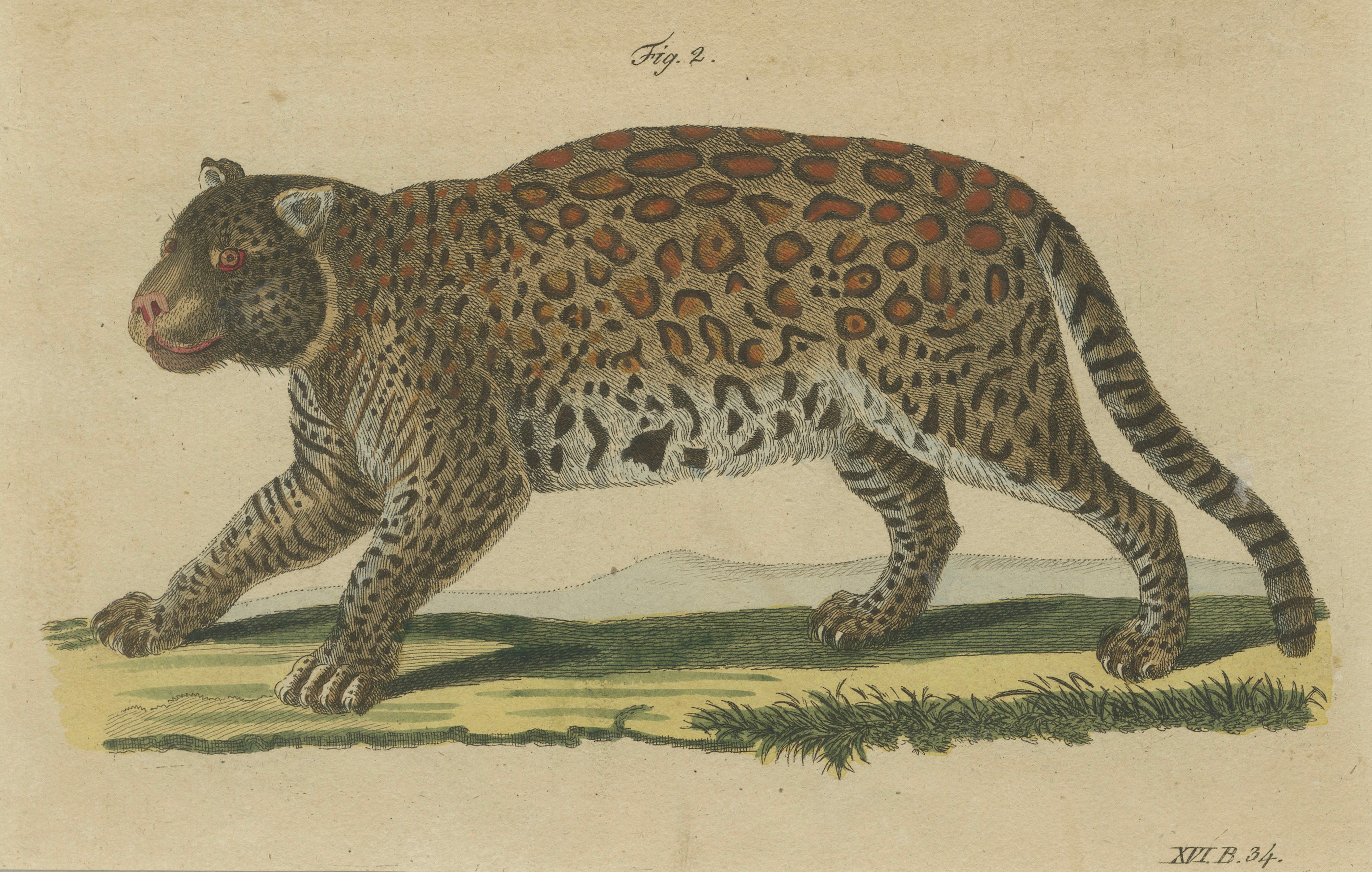 Antique Jaguar & Jaguarundi Engraving – Bertuch, 1813