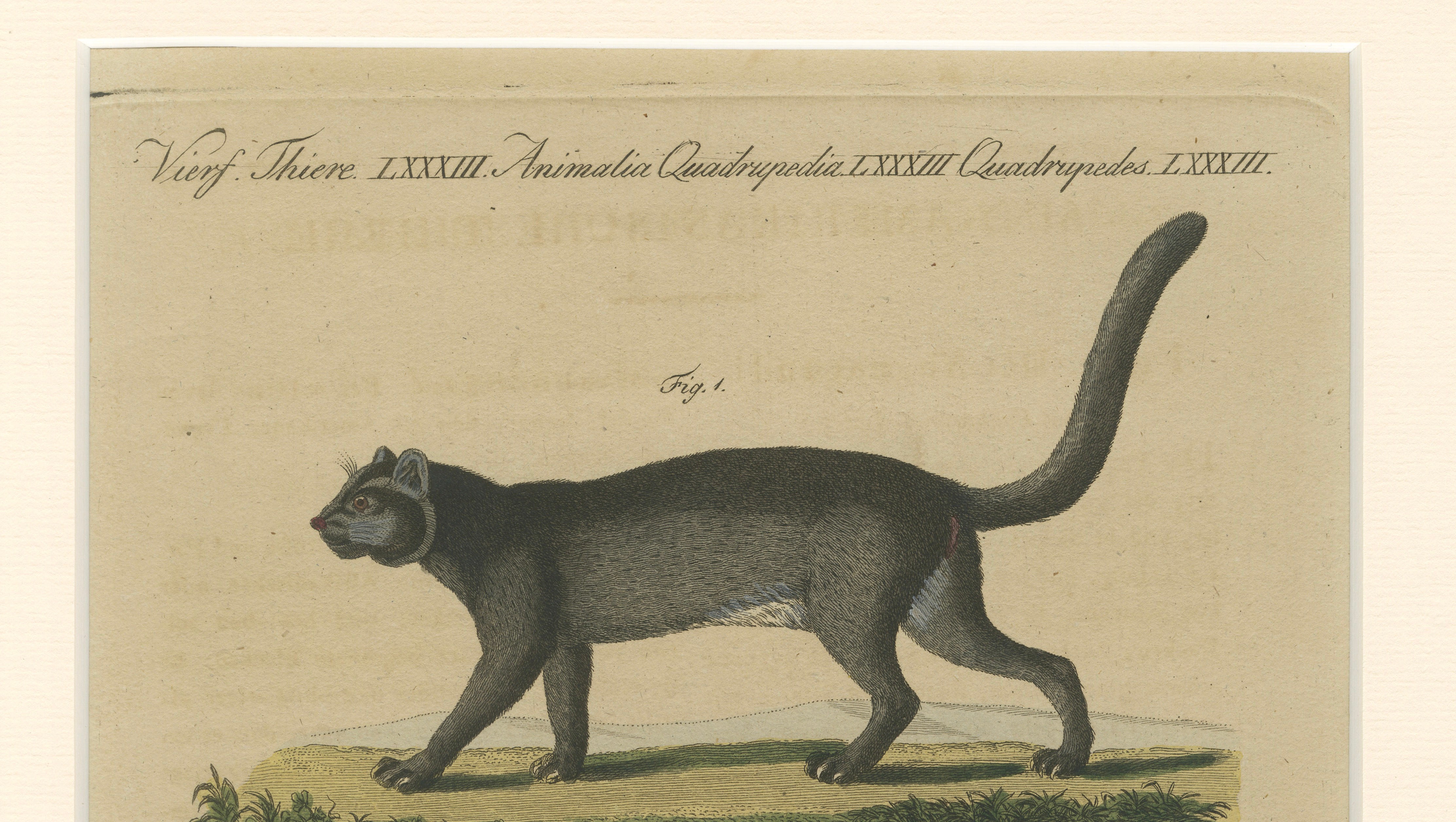 Antique Jaguar & Jaguarundi Engraving – Bertuch, 1813