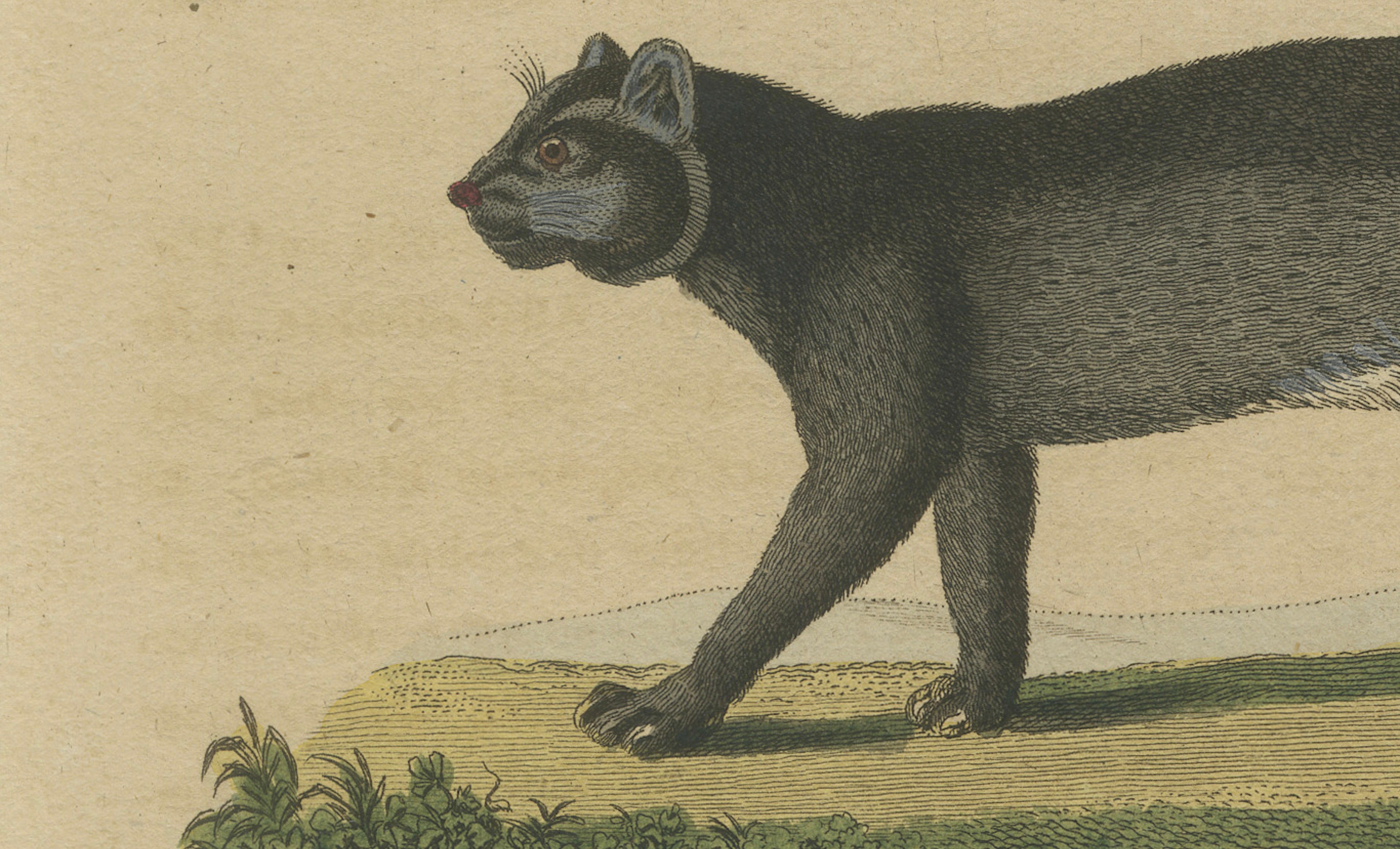 Antique Jaguar & Jaguarundi Engraving – Bertuch, 1813