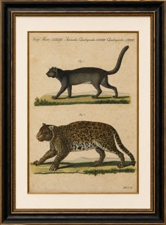 Antique Jaguar & Jaguarundi Engraving – Bertuch, 1813