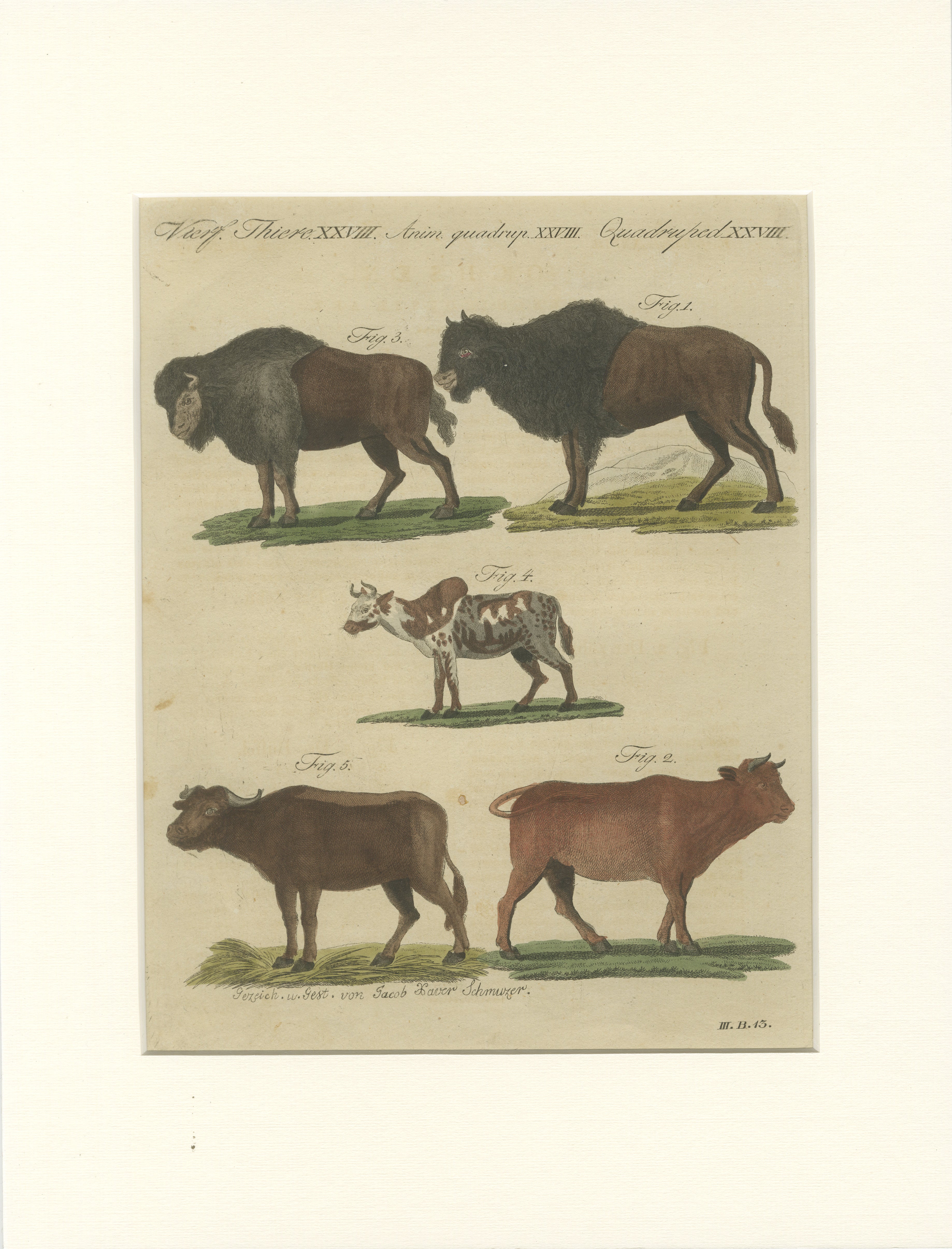 Antique Yak, Indian Cattle, Buffalo & Musk Ox Engraving – Bertuch, 1796