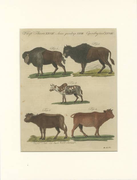 Antique Yak, Indian Cattle, Buffalo & Musk Ox Engraving – Bertuch, 1796