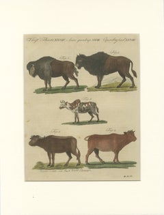 Grabado antiguo de un yak, un buey indio, un búfalo y un buey almizclero – Bertuch, 1796