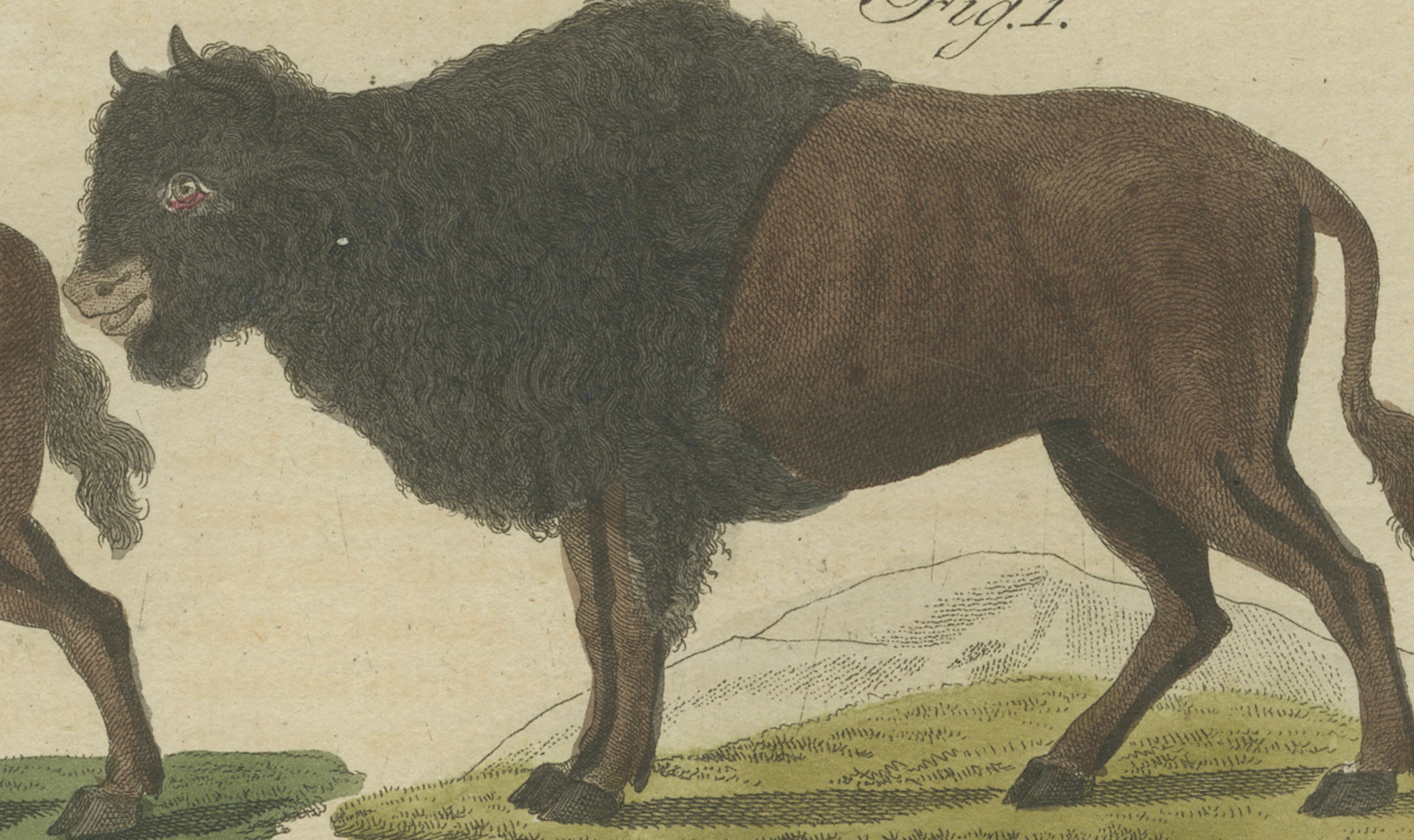 Antique Yak, Indian Cattle, Buffalo & Musk Ox Engraving – Bertuch, 1796