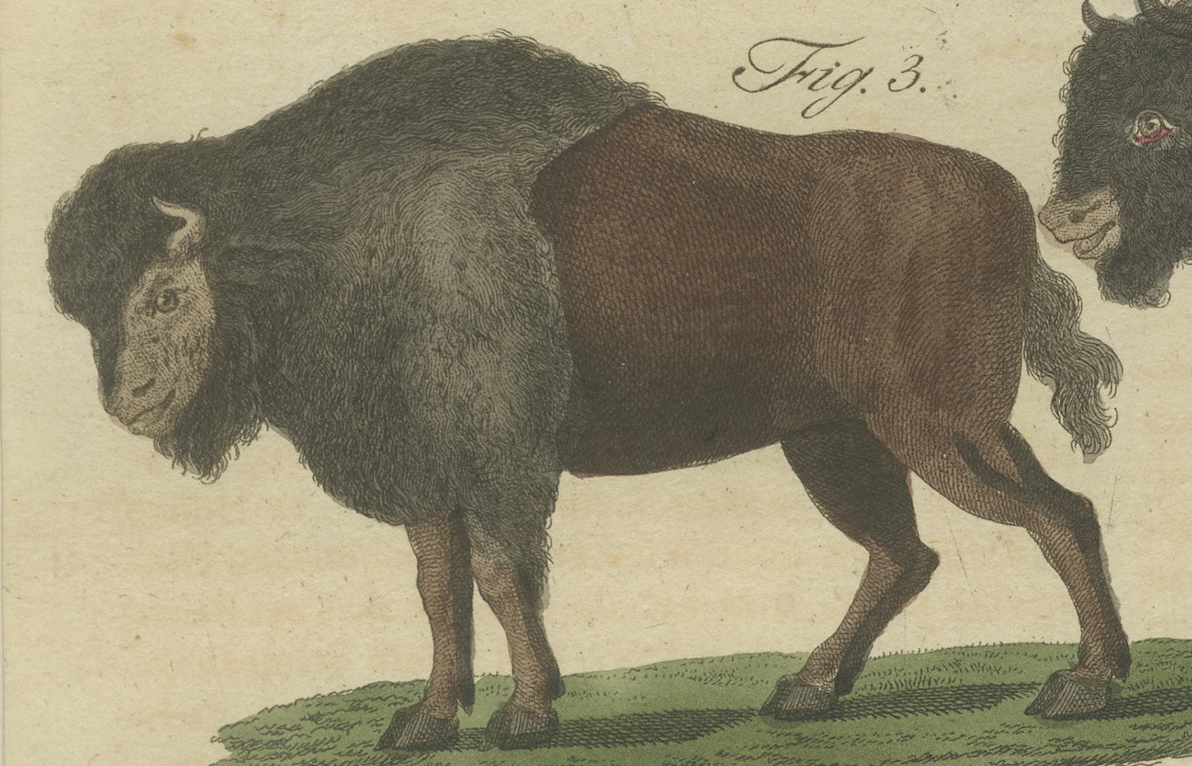 Antique Yak, Indian Cattle, Buffalo & Musk Ox Engraving – Bertuch, 1796