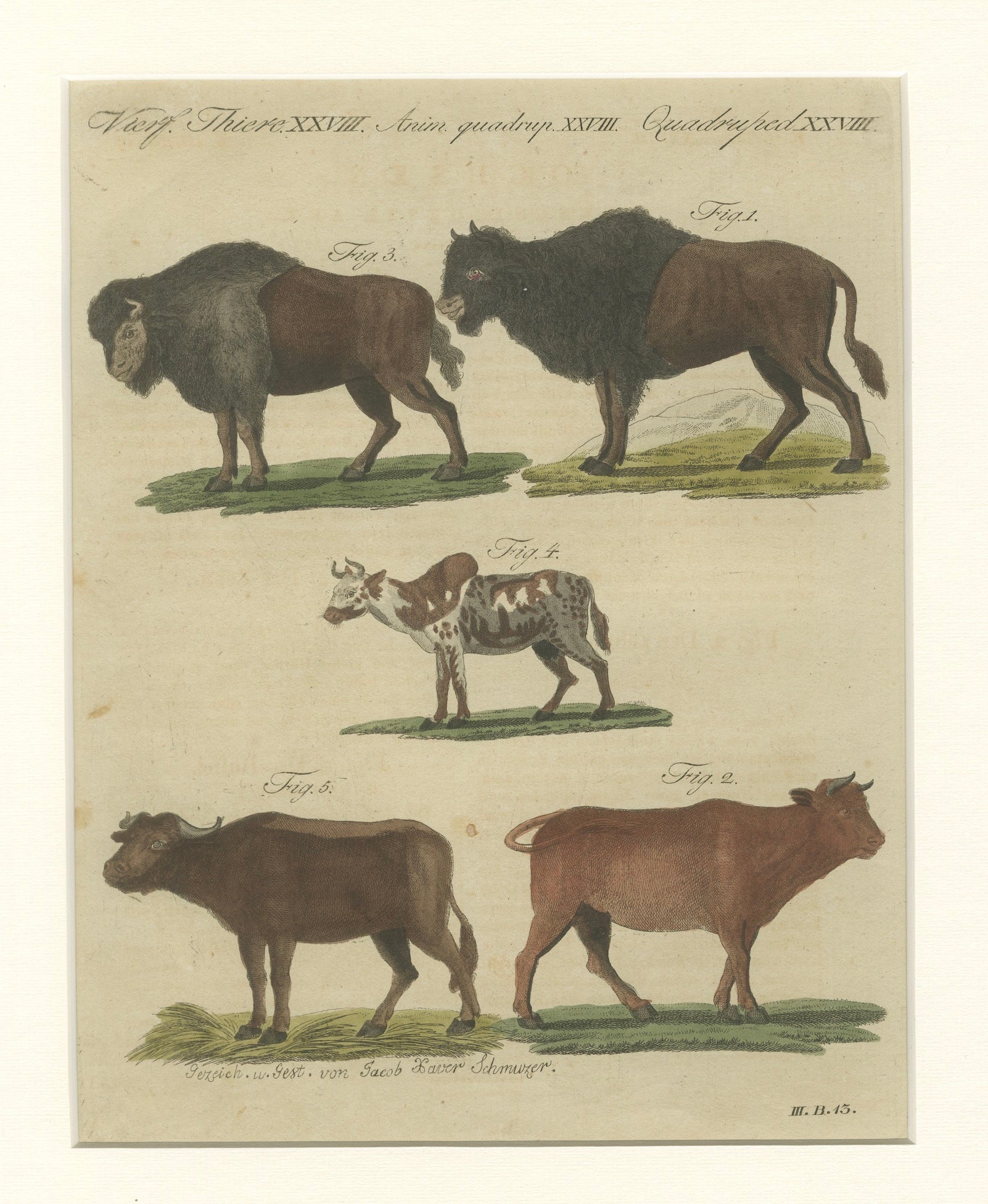 Antique Yak, Indian Cattle, Buffalo & Musk Ox Engraving – Bertuch, 1796