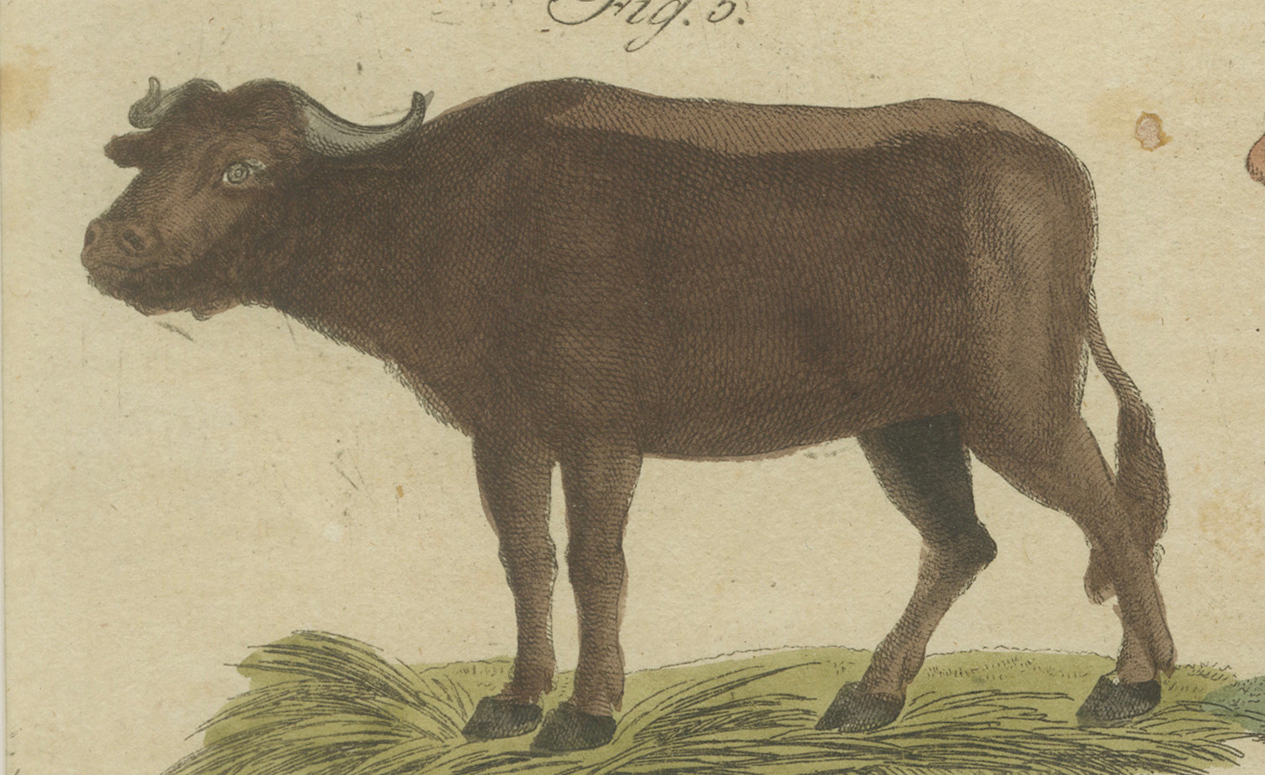 Antique Yak, Indian Cattle, Buffalo & Musk Ox Engraving – Bertuch, 1796