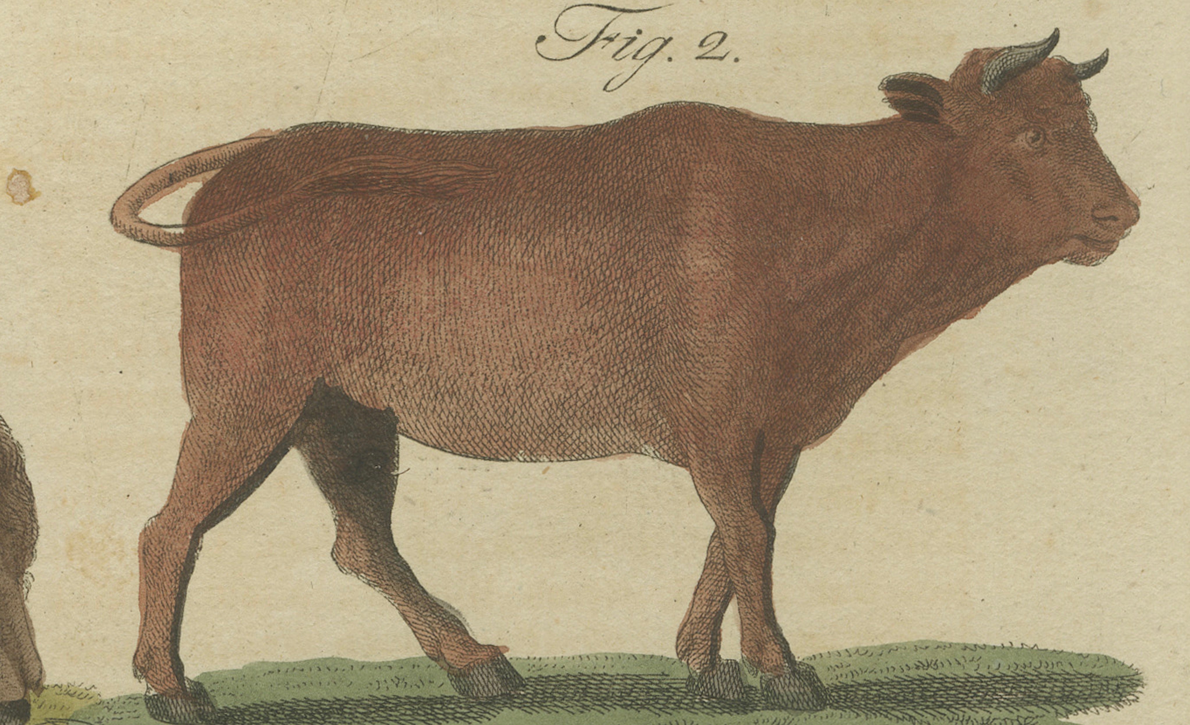 Antique Yak, Indian Cattle, Buffalo & Musk Ox Engraving – Bertuch, 1796