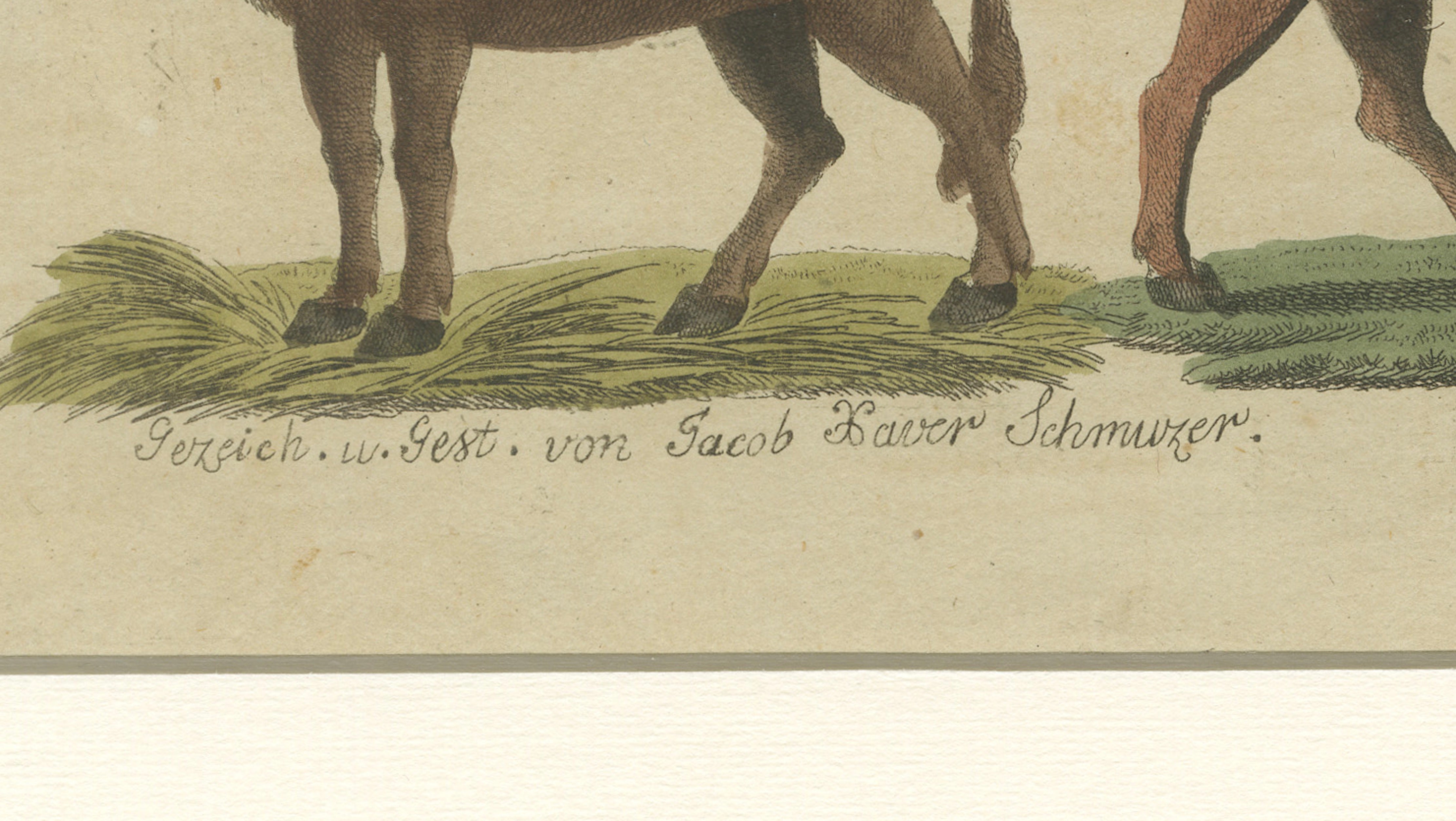 Antique Yak, Indian Cattle, Buffalo & Musk Ox Engraving – Bertuch, 1796