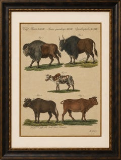 Antique Yak, Indian Cattle, Buffalo & Musk Ox Engraving – Bertuch, 1796