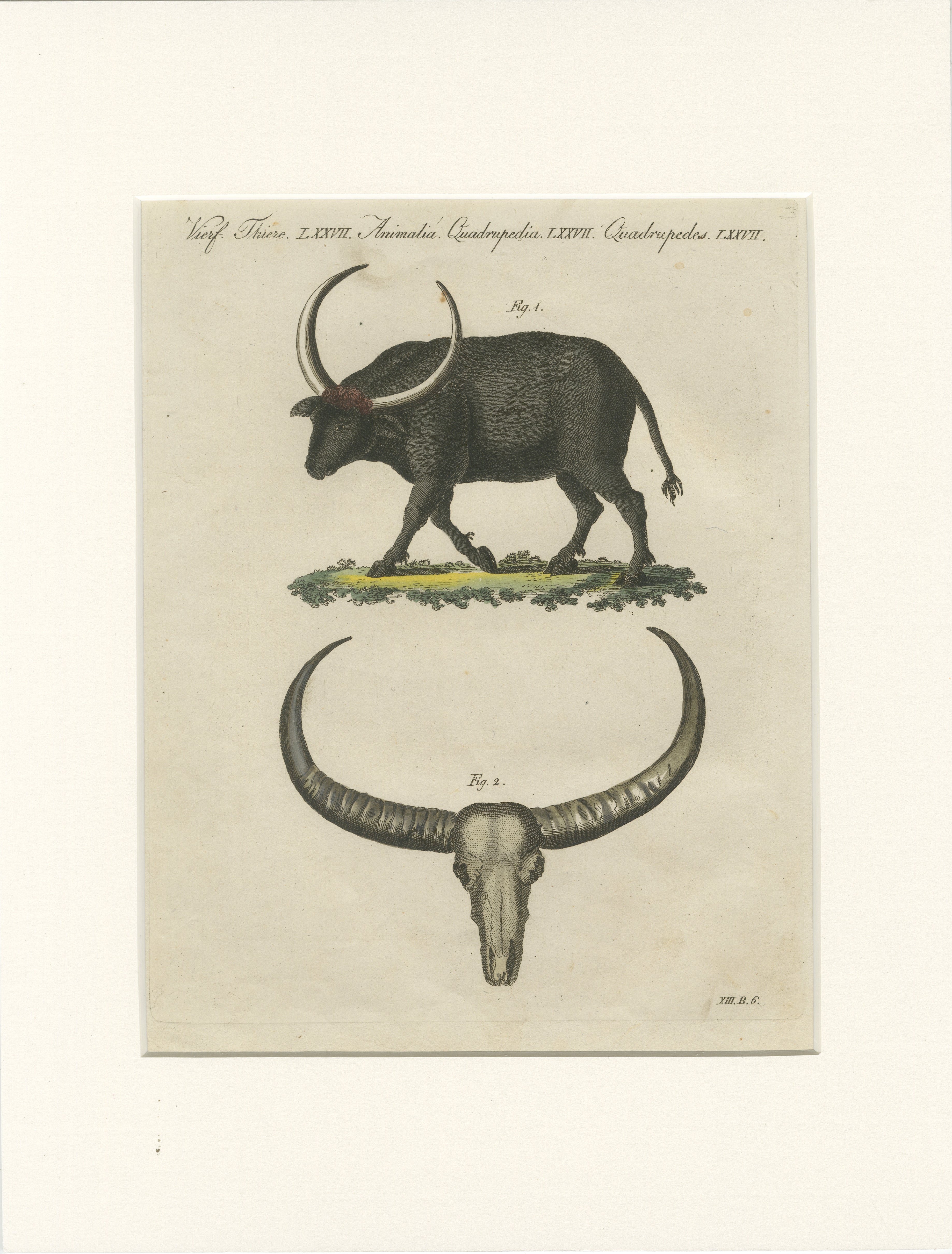 Antique Wild Buffalo & Long Horns Engraving – Bertuch, c. 1810