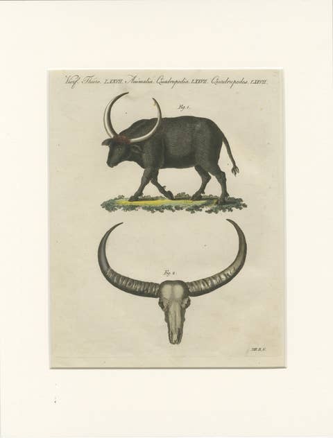 Antique Wild Buffalo & Long Horns Engraving – Bertuch, c. 1810