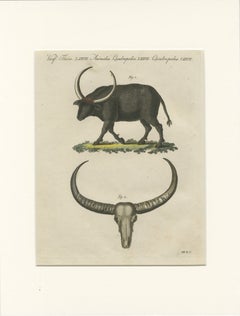 Grabado antiguo de un búfalo salvaje y cuernos largos – Bertuch, h. 1810
