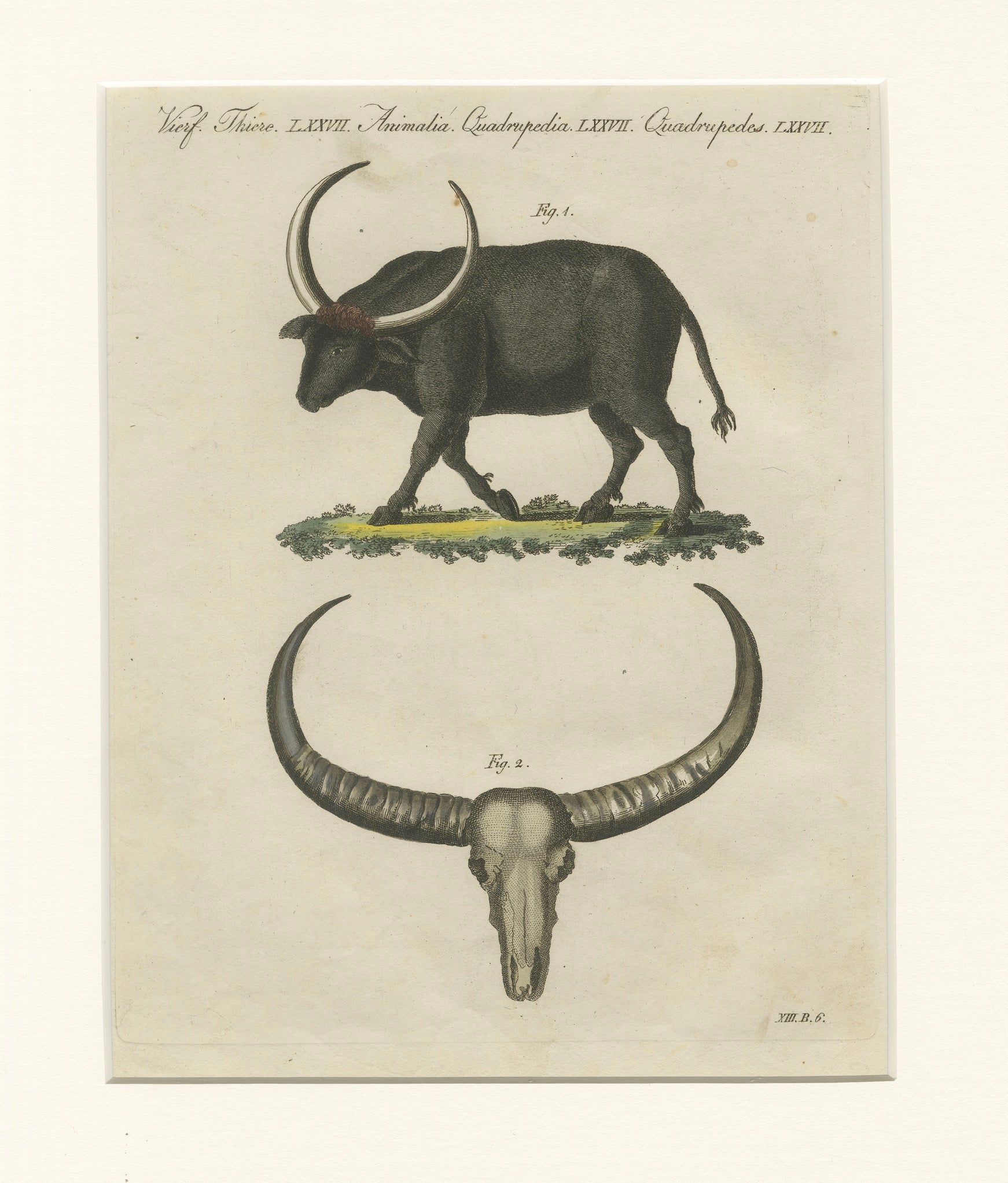 Antique Wild Buffalo & Long Horns Engraving – Bertuch, c. 1810