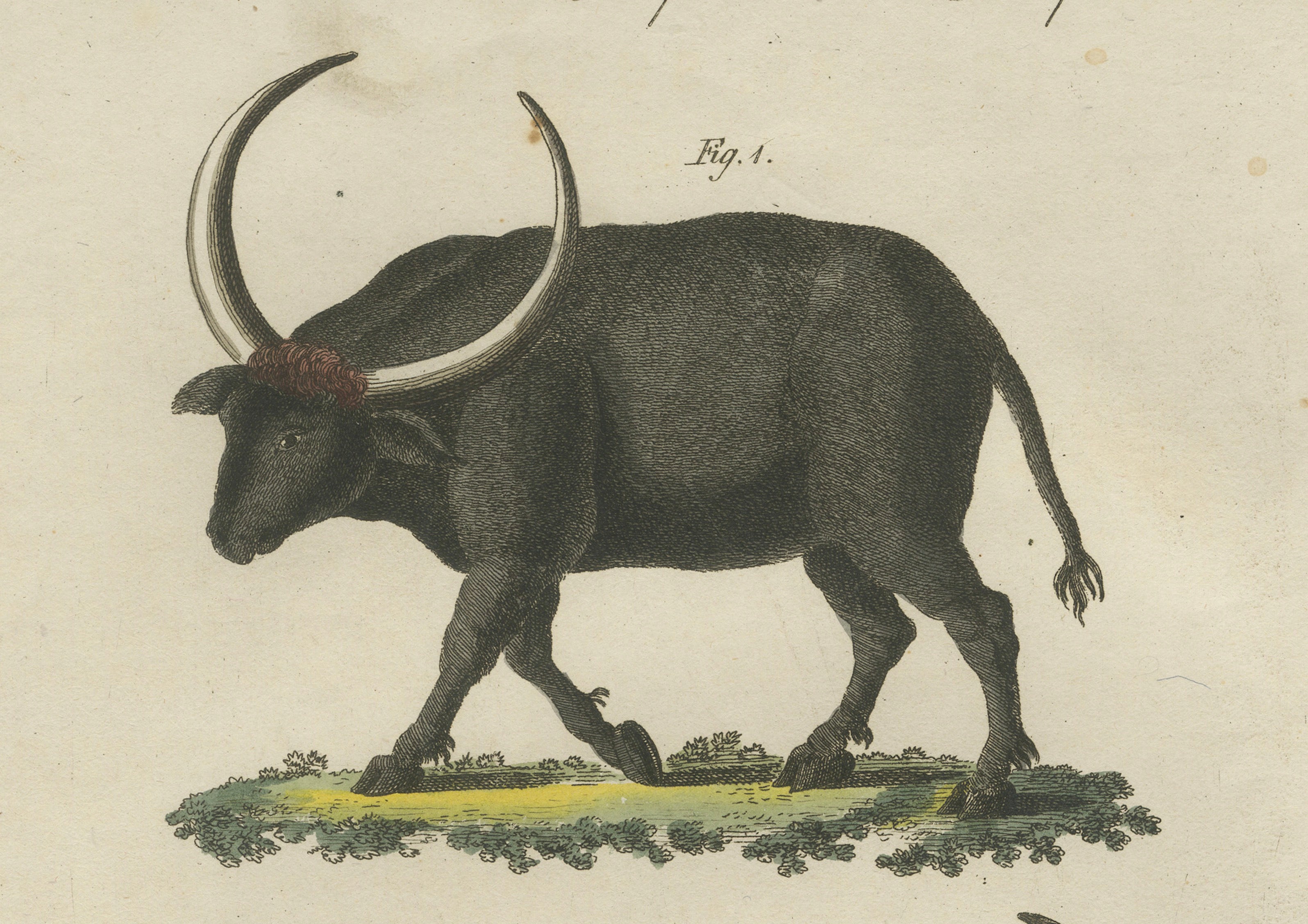 Antique Wild Buffalo & Long Horns Engraving – Bertuch, c. 1810