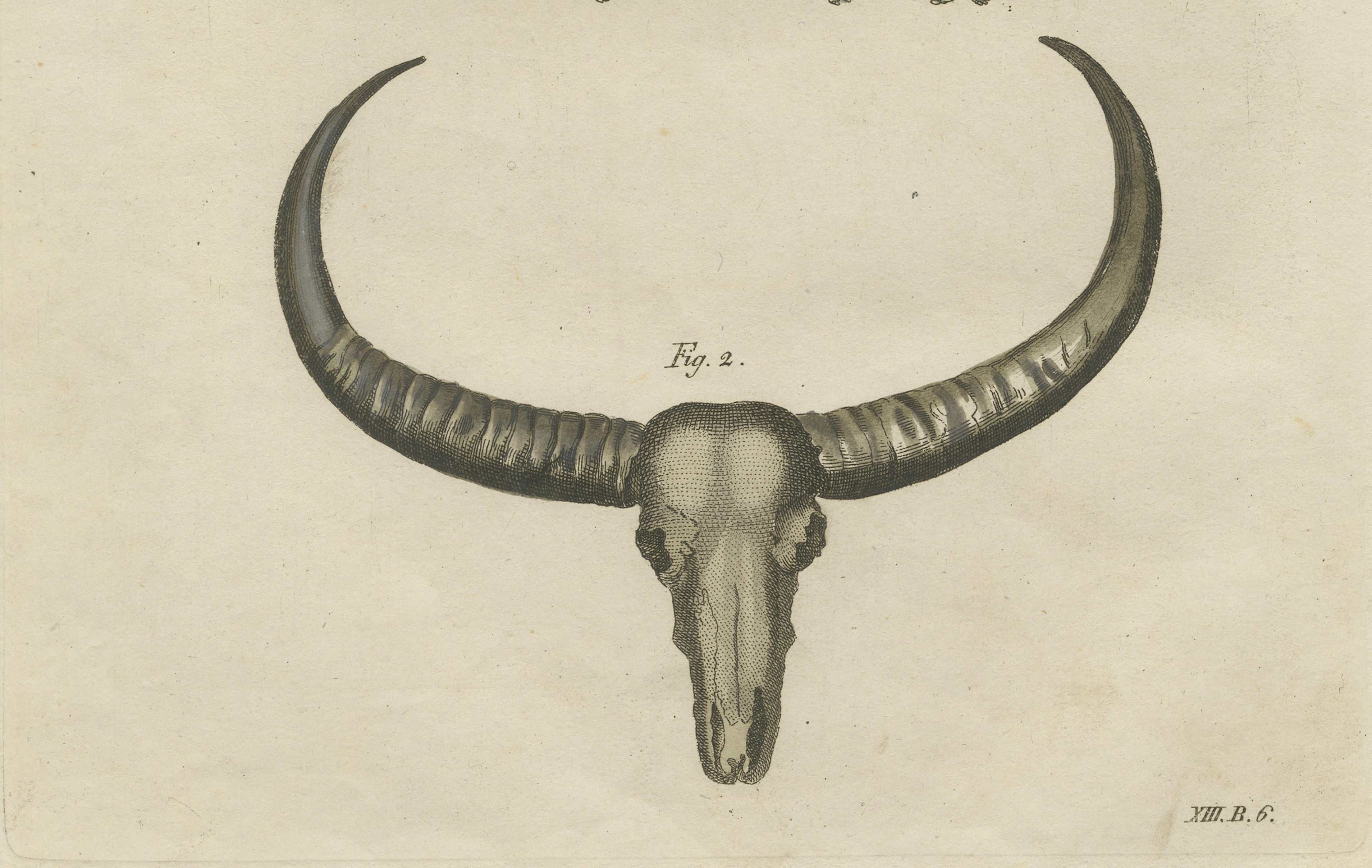 Antique Wild Buffalo & Long Horns Engraving – Bertuch, c. 1810