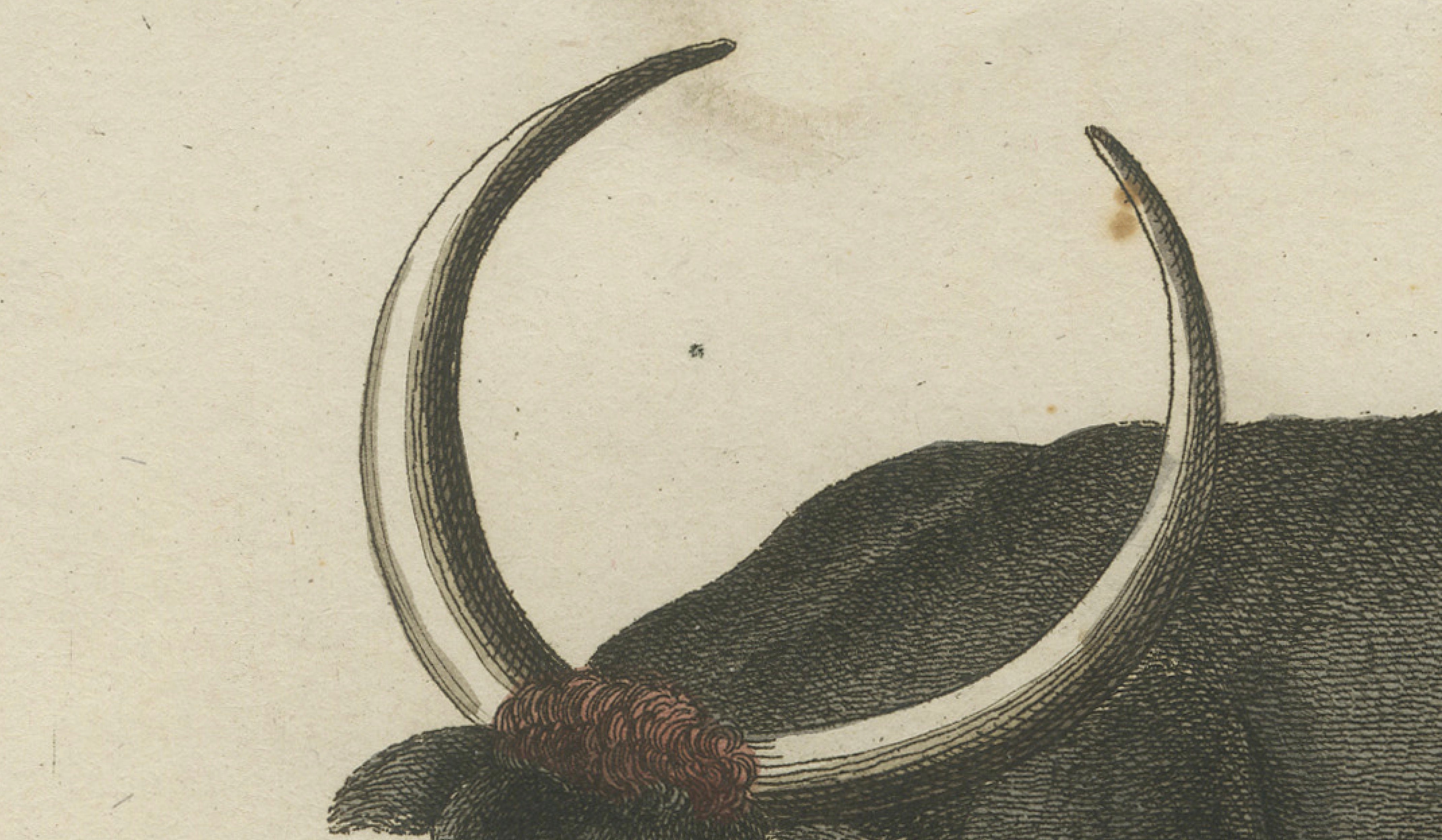 Antique Wild Buffalo & Long Horns Engraving – Bertuch, c. 1810