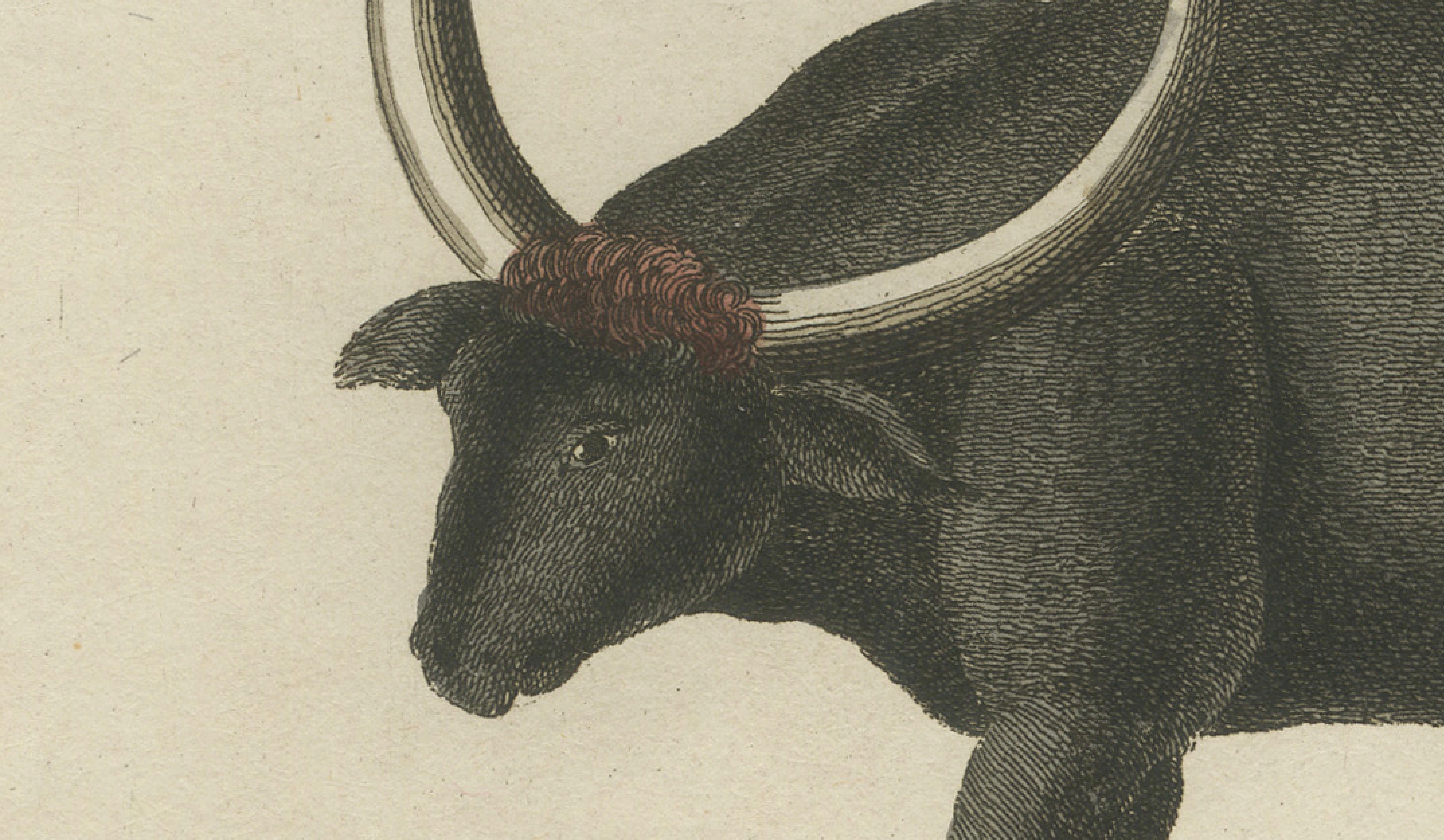 Antique Wild Buffalo & Long Horns Engraving – Bertuch, c. 1810
