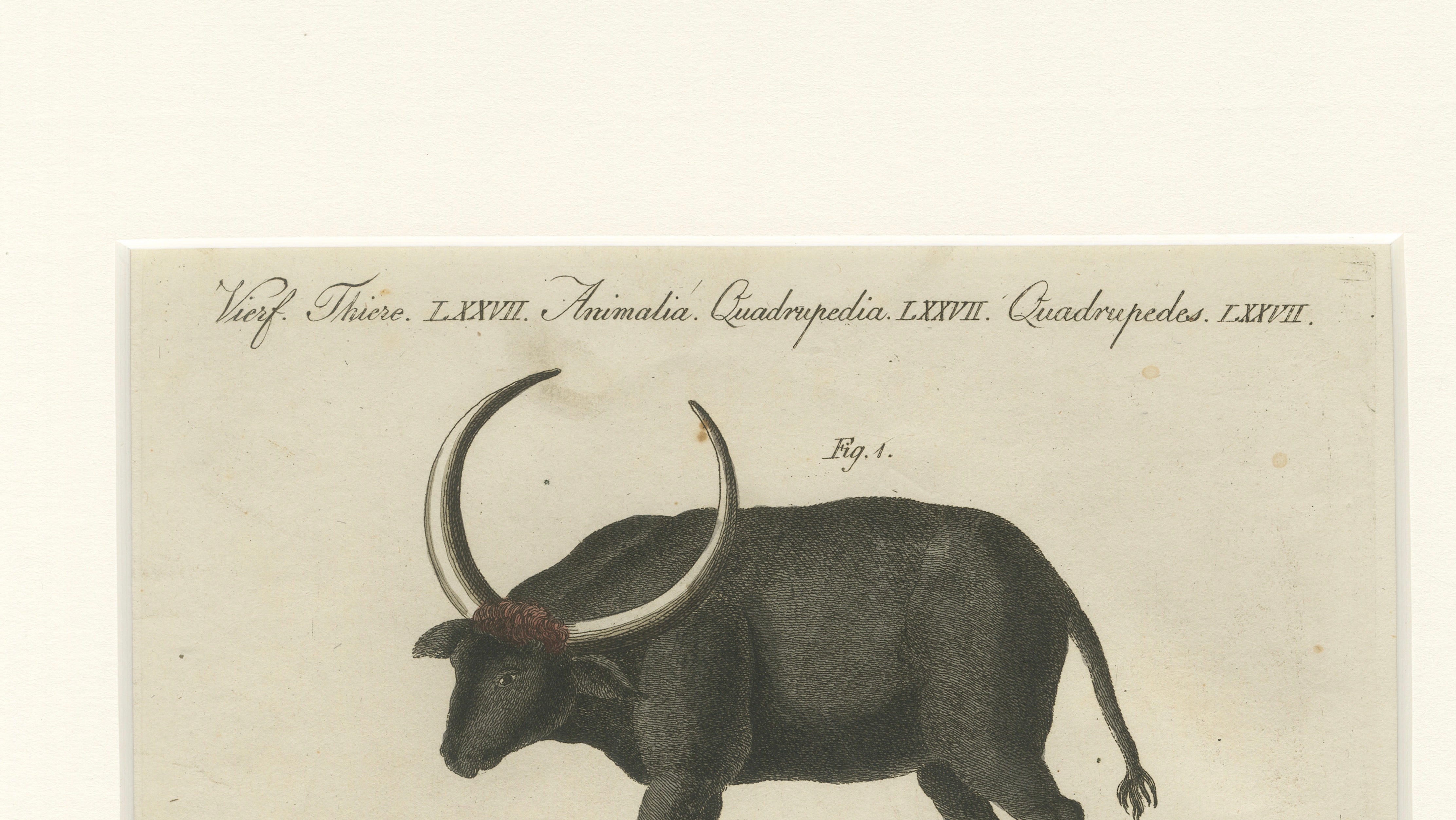 Antique Wild Buffalo & Long Horns Engraving – Bertuch, c. 1810