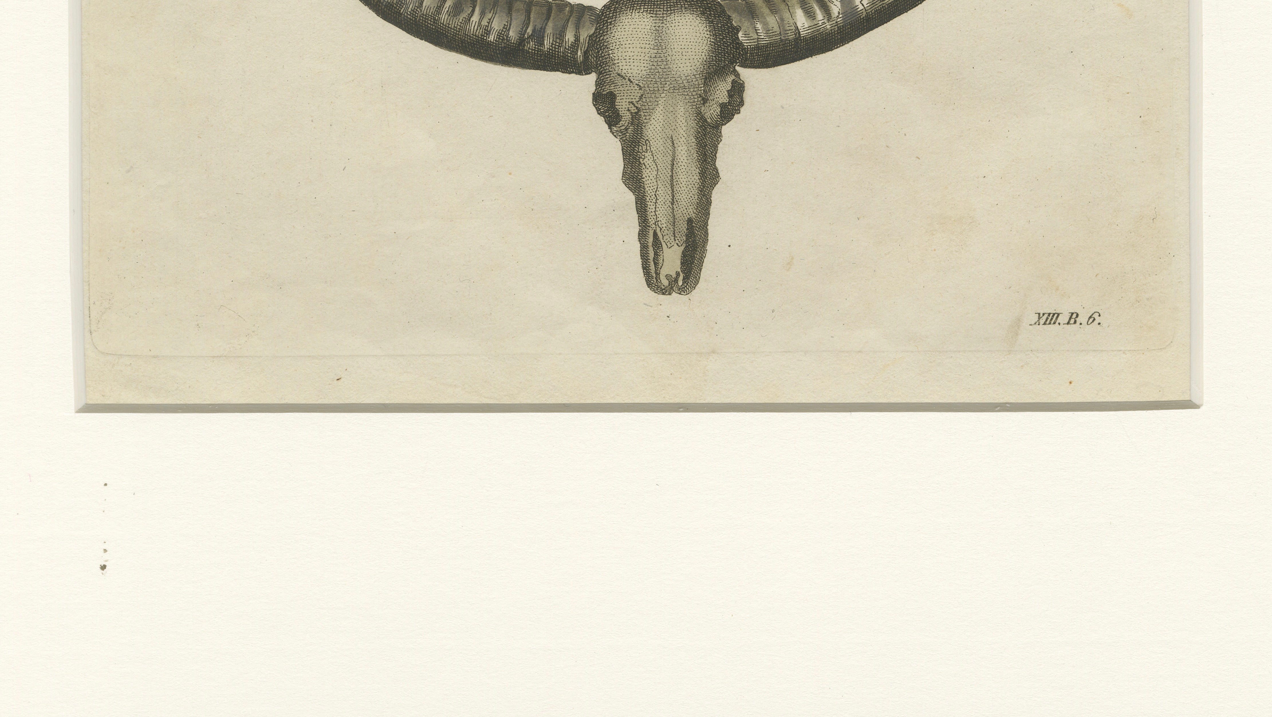 Antique Wild Buffalo & Long Horns Engraving – Bertuch, c. 1810