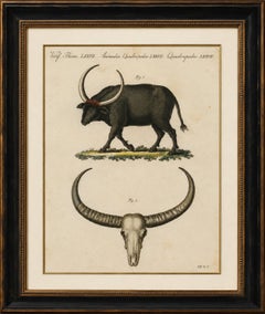 Antique Wild Buffalo & Long Horns Engraving – Bertuch, c. 1810