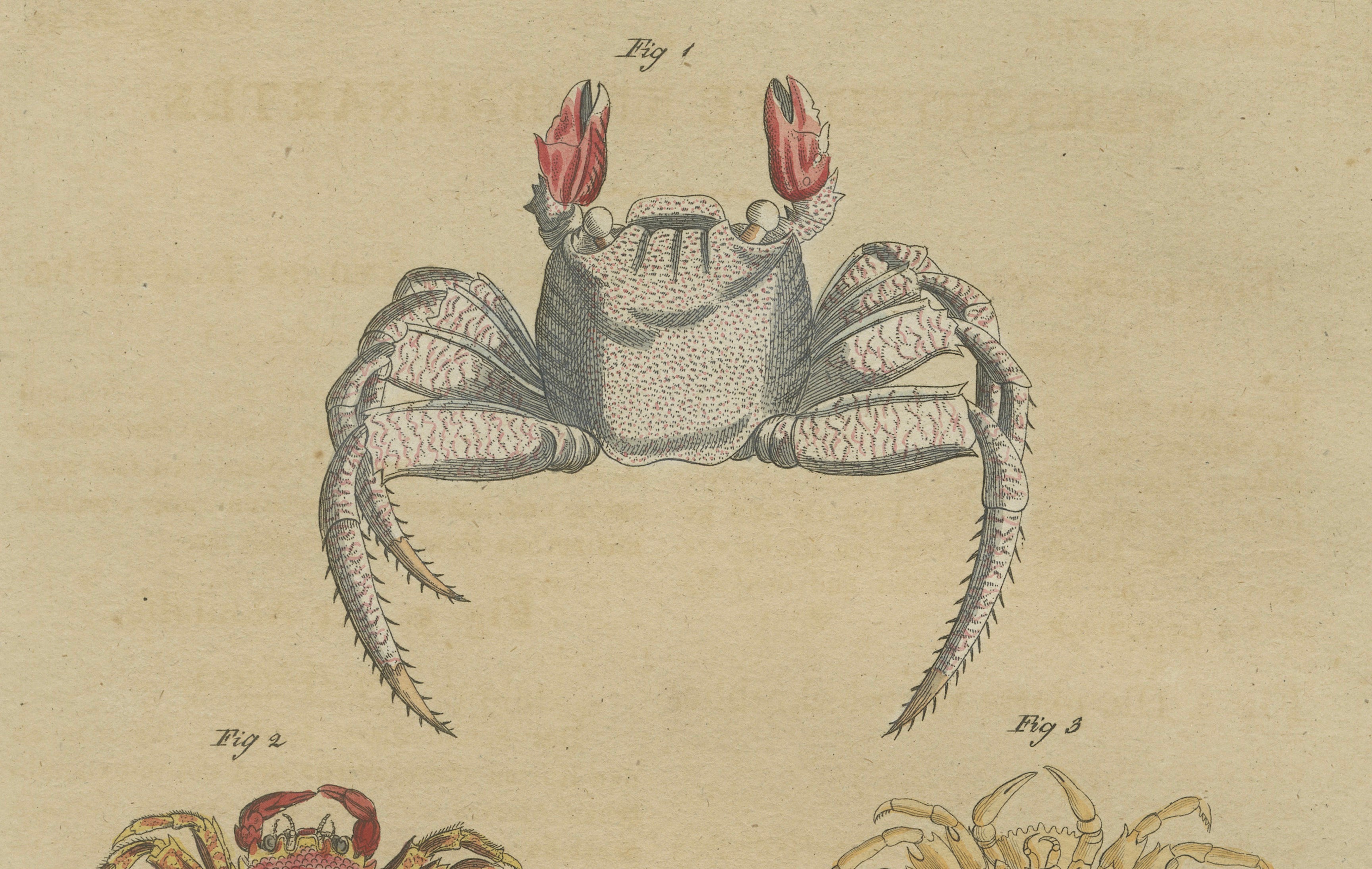 Antique Exotic Crabs & Fiddler Crab Engraving – Bertuch, c. 1813