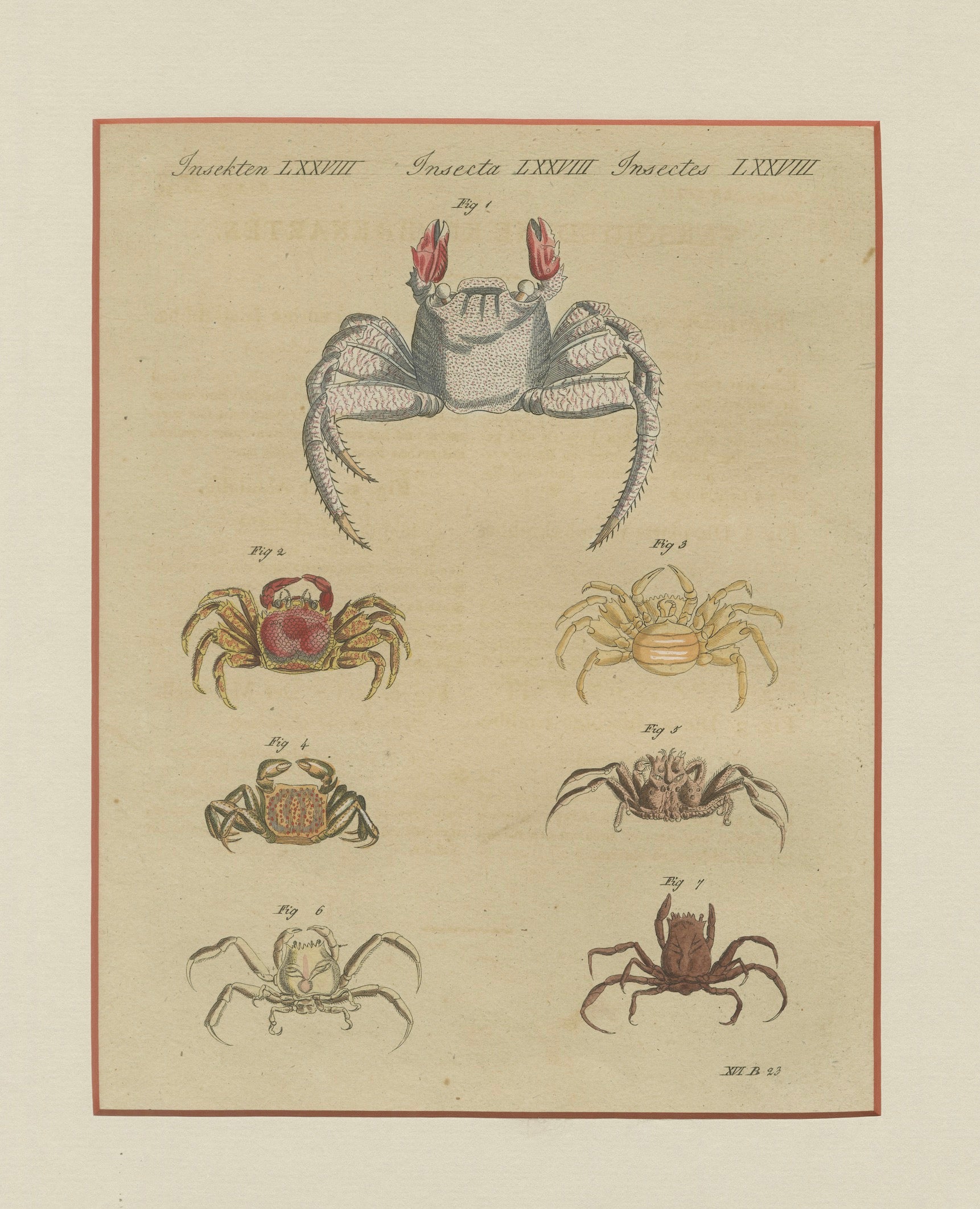 Antique Exotic Crabs & Fiddler Crab Engraving – Bertuch, c. 1813