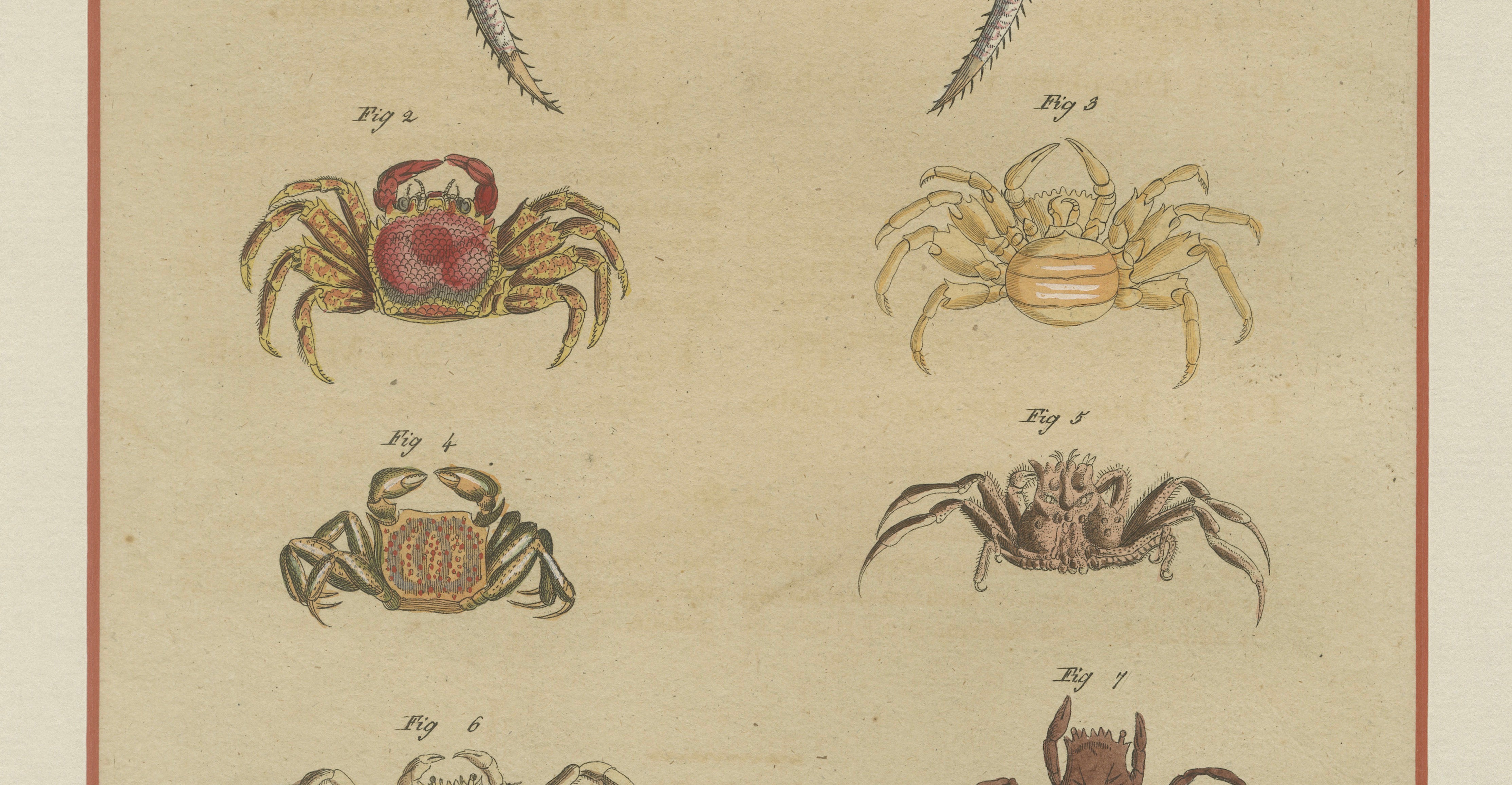Antique Exotic Crabs & Fiddler Crab Engraving – Bertuch, c. 1813