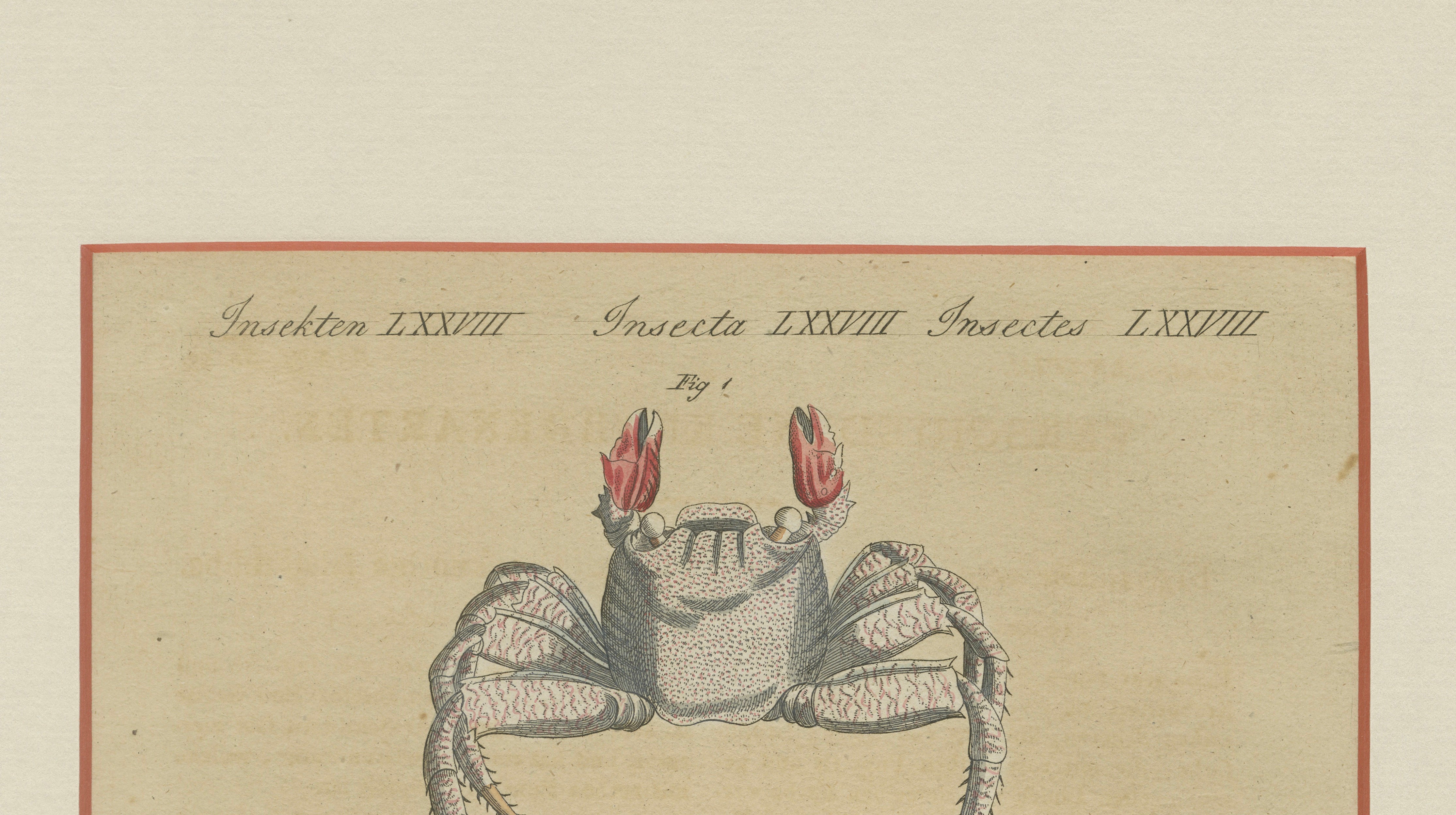 Antique Exotic Crabs & Fiddler Crab Engraving – Bertuch, c. 1813