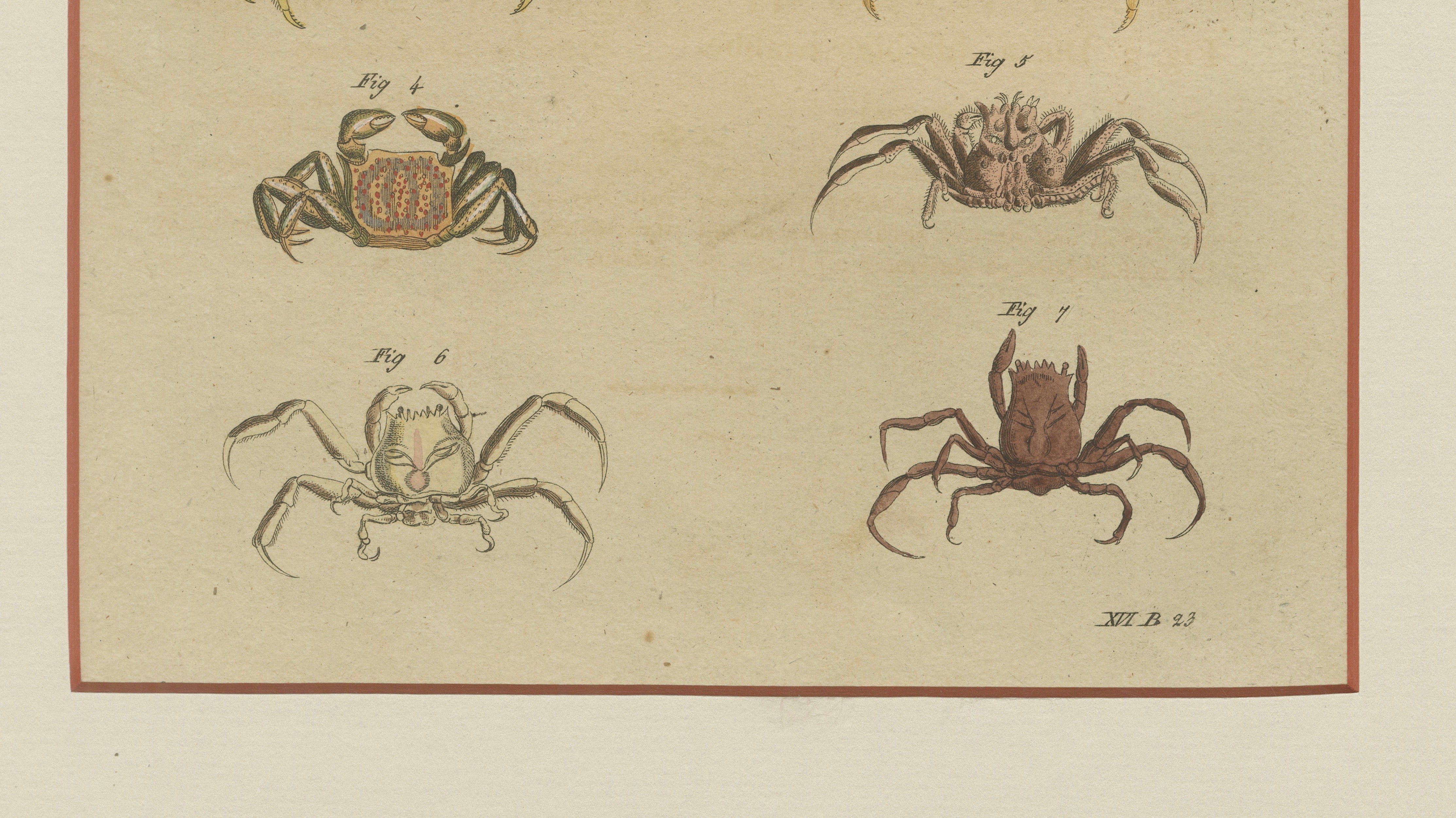Antique Exotic Crabs & Fiddler Crab Engraving – Bertuch, c. 1813