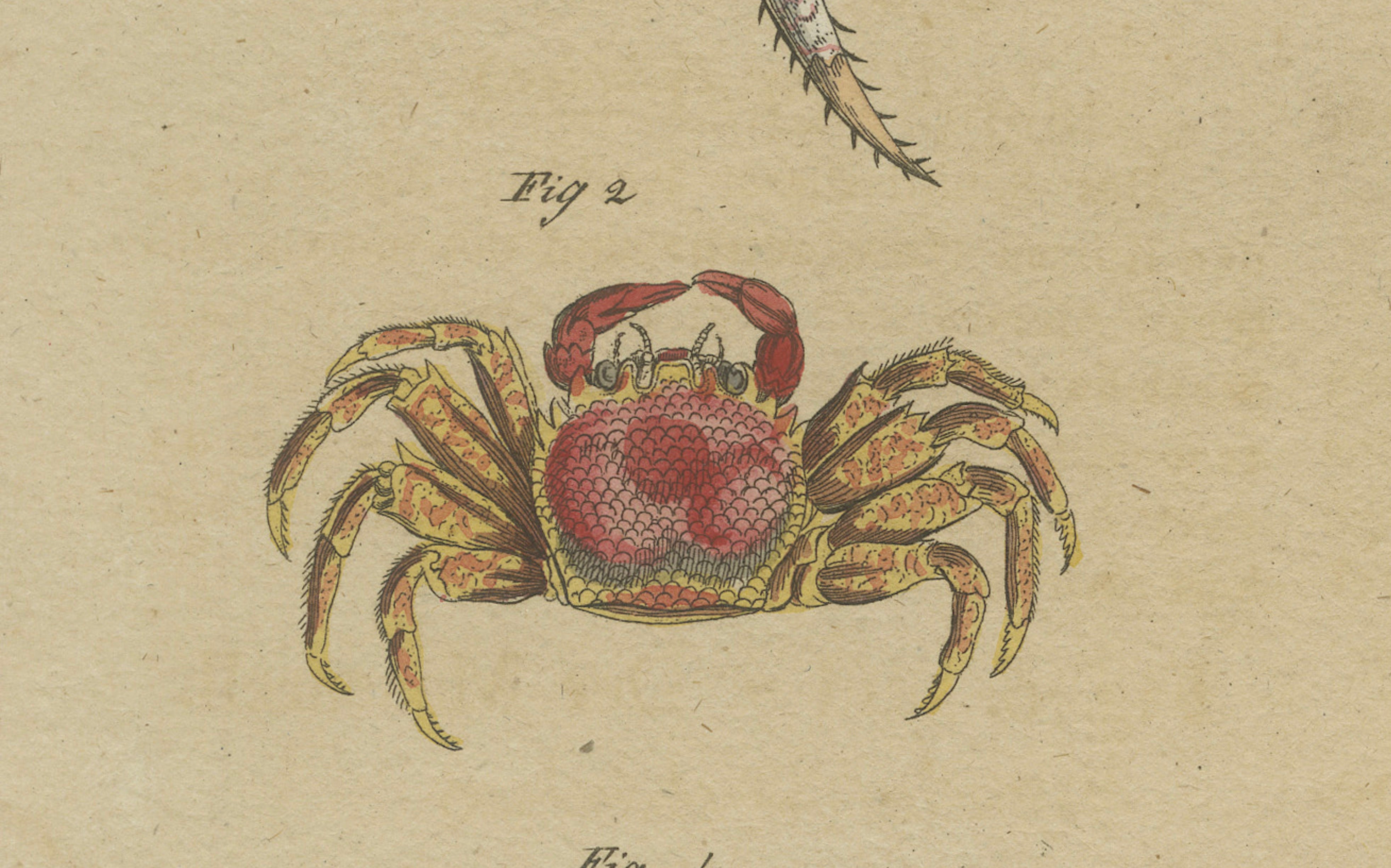 Antique Exotic Crabs & Fiddler Crab Engraving – Bertuch, c. 1813