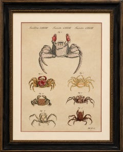 Antique Exotic Crabs & Fiddler Crab Engraving – Bertuch, c. 1813