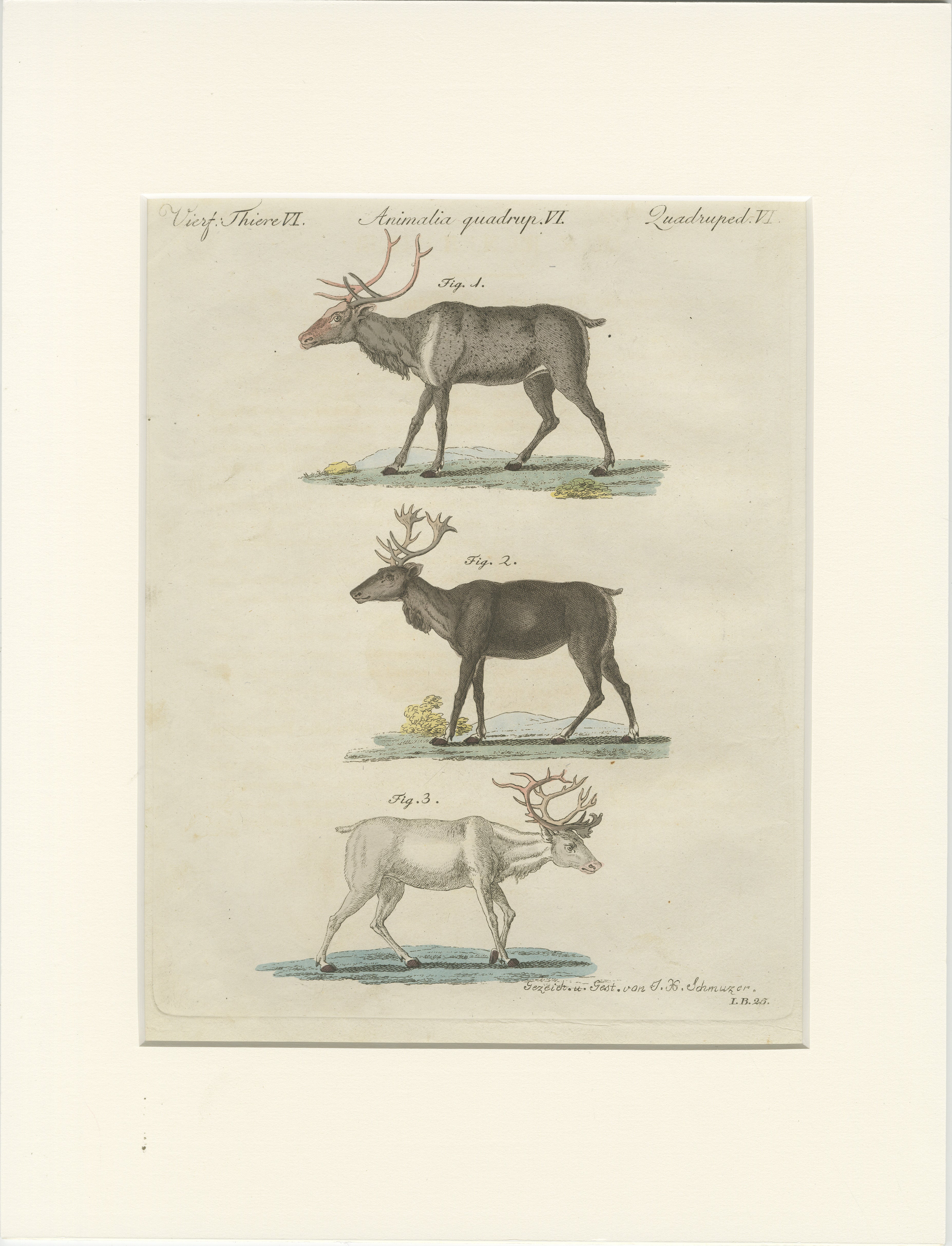 Antique Reindeer & Northern Deer Engraving – Bertuch, c. 1792