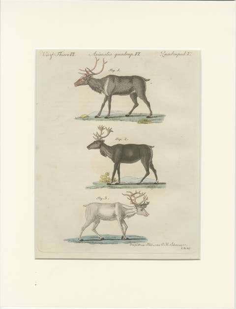 Antique Reindeer & Northern Deer Engraving – Bertuch, c. 1792