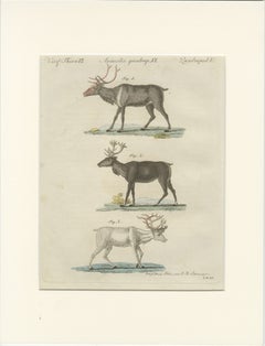 Antique Reindeer & Northern Deer Engraving – Bertuch, c. 1792