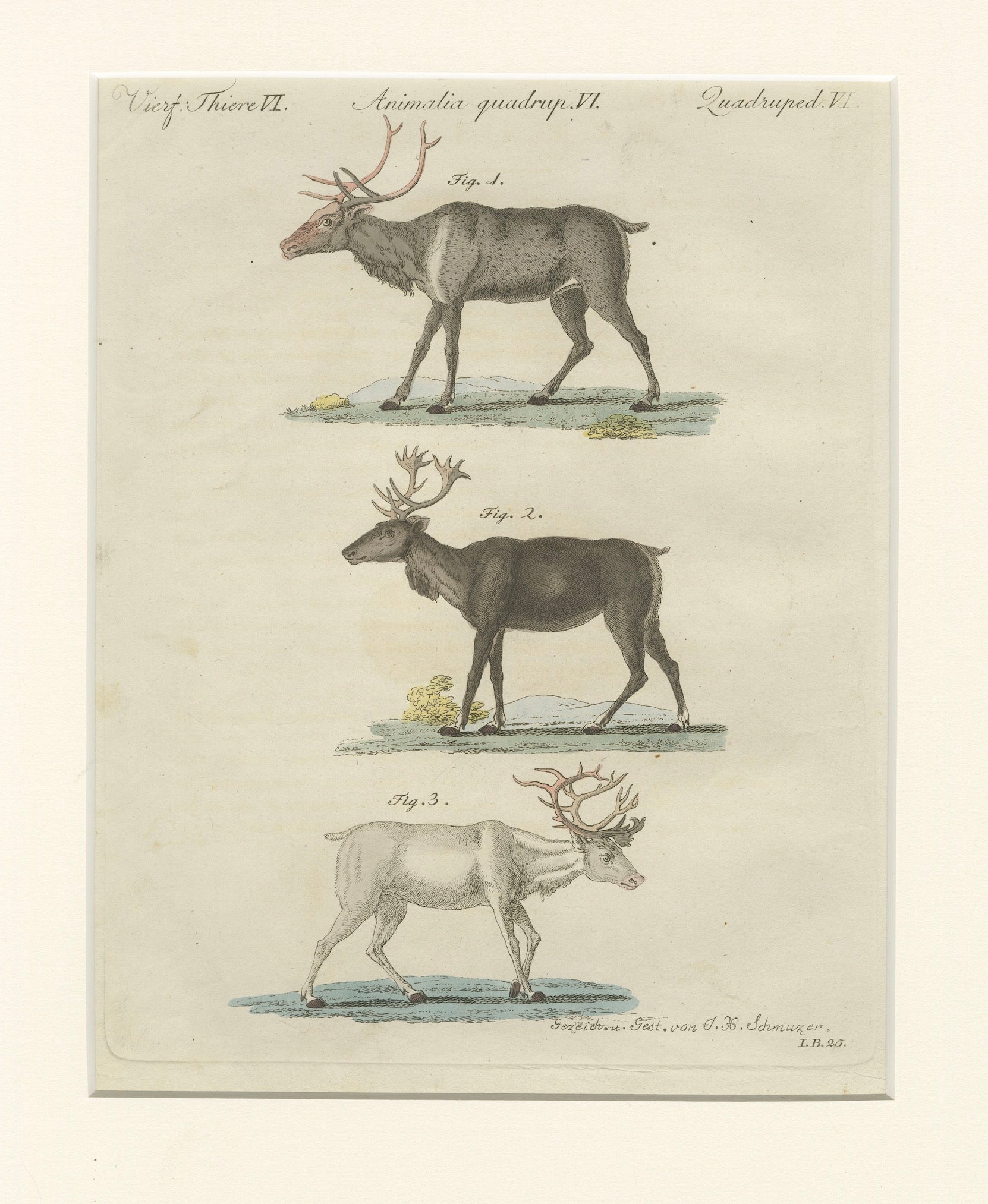 Antique Reindeer & Northern Deer Engraving – Bertuch, c. 1792