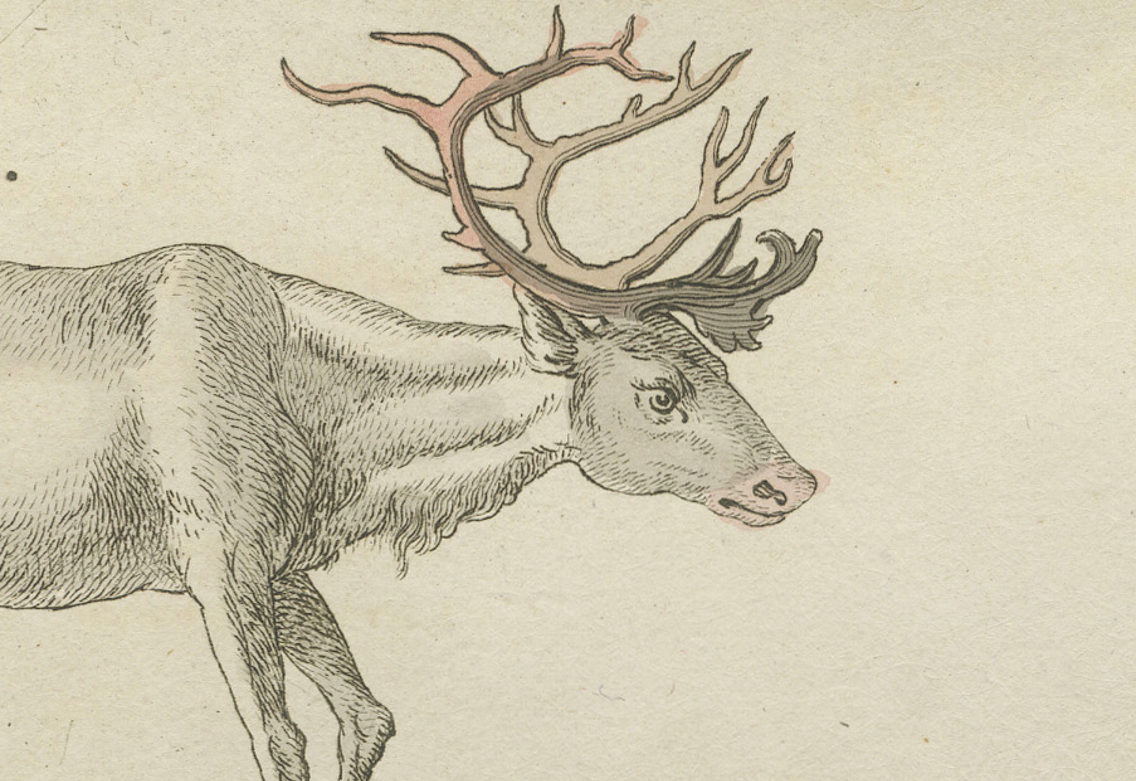 Antique Reindeer & Northern Deer Engraving – Bertuch, c. 1792