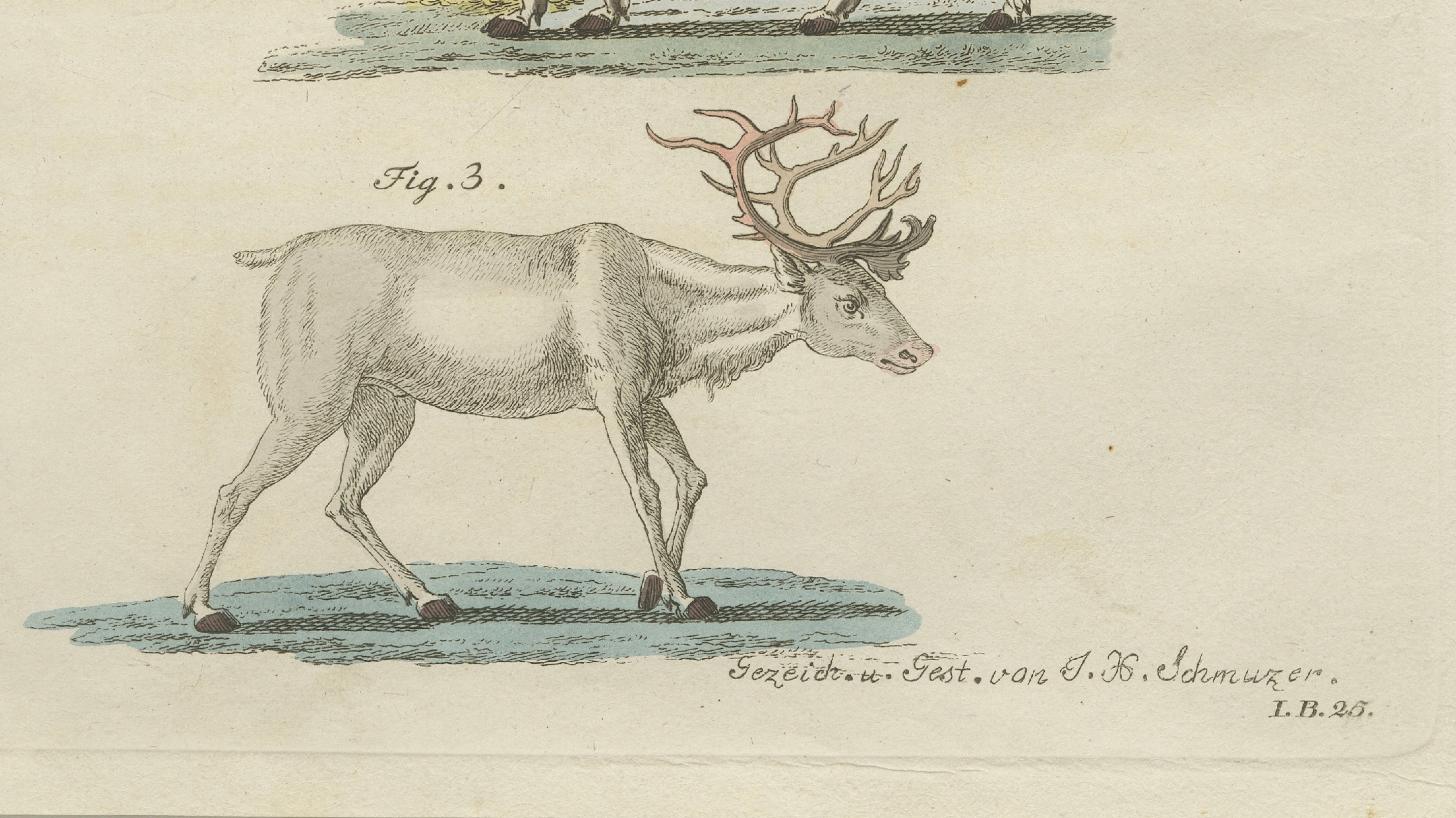 Antique Reindeer & Northern Deer Engraving – Bertuch, c. 1792