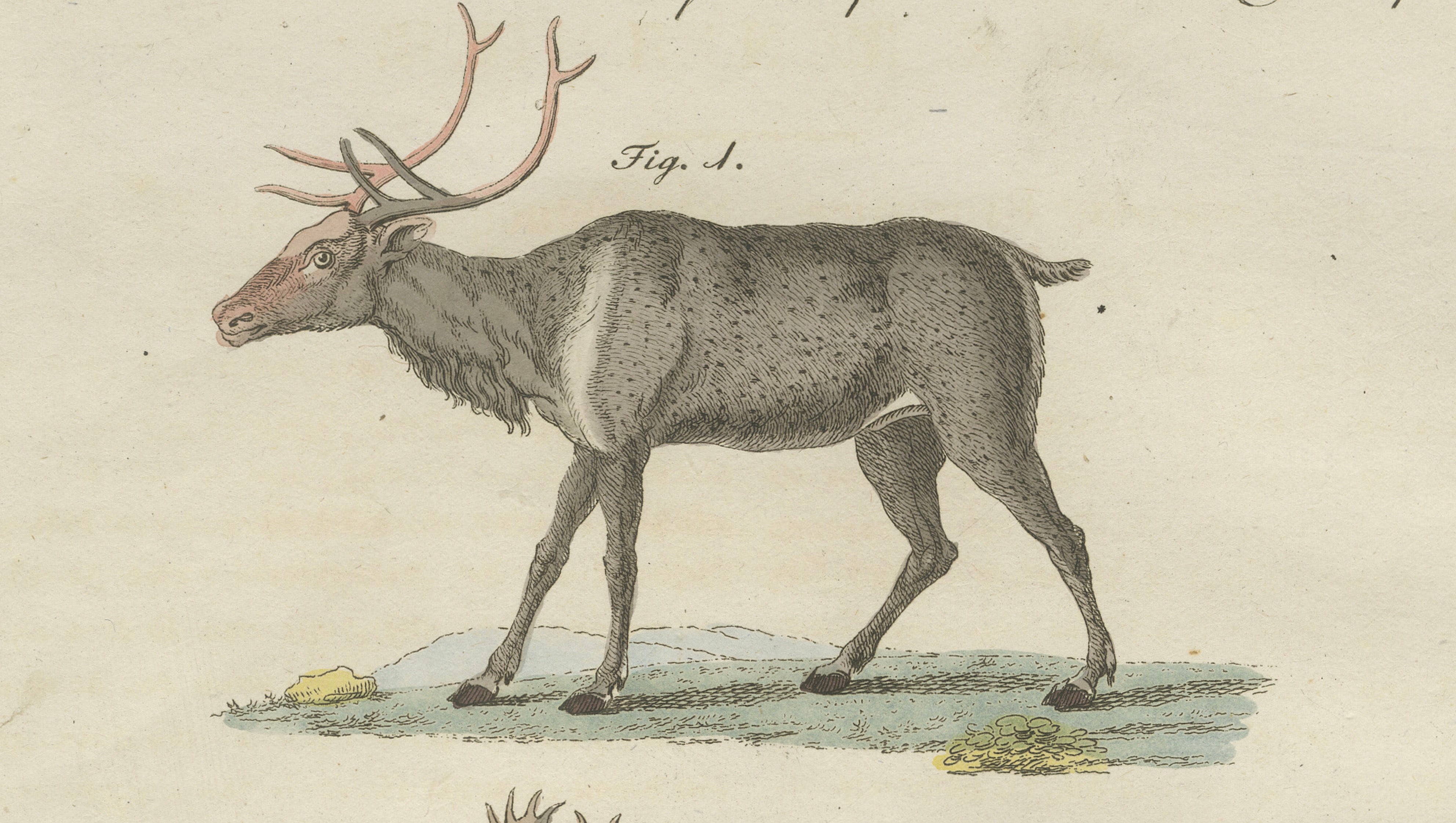 Antique Reindeer & Northern Deer Engraving – Bertuch, c. 1792