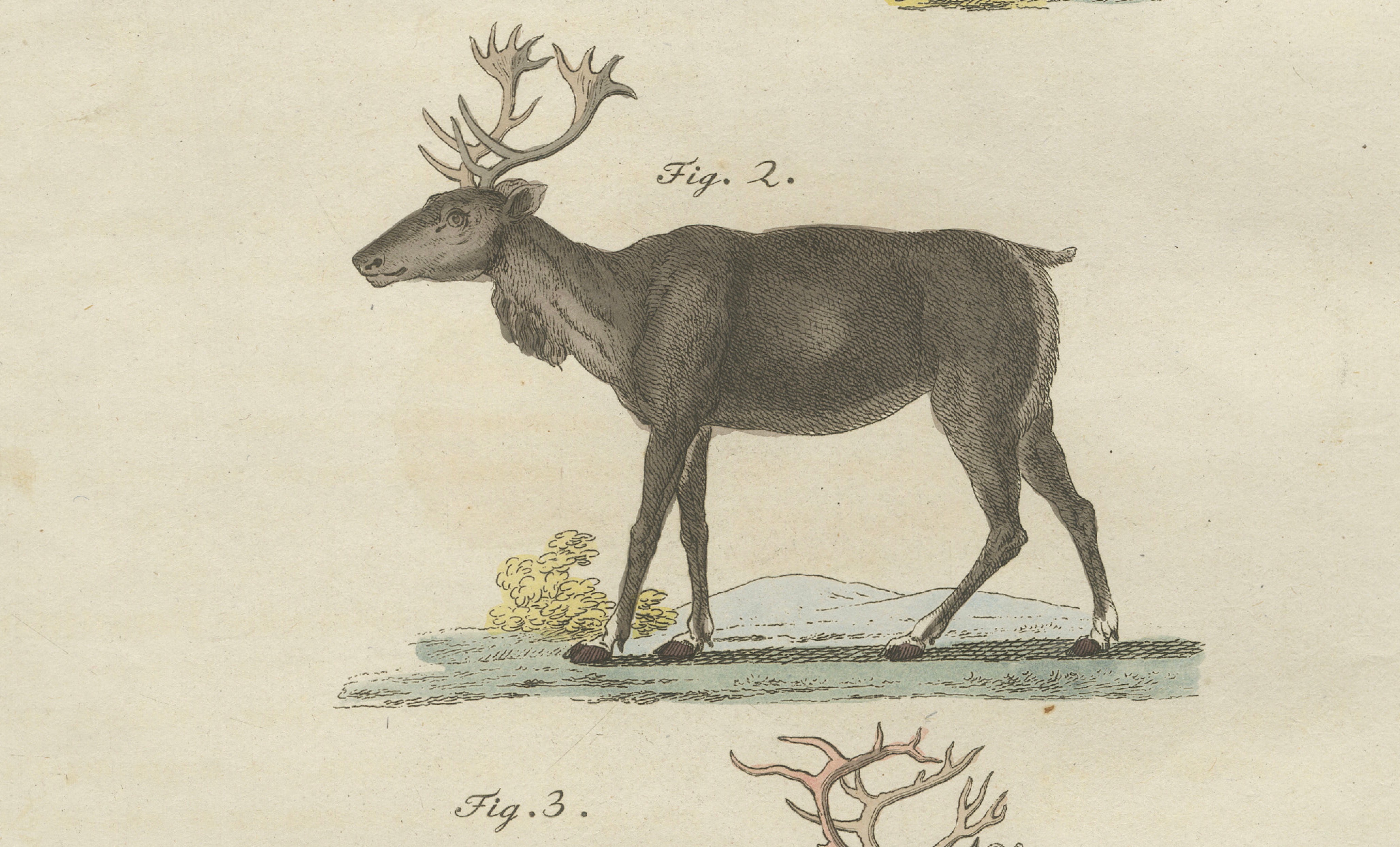 Antique Reindeer & Northern Deer Engraving – Bertuch, c. 1792