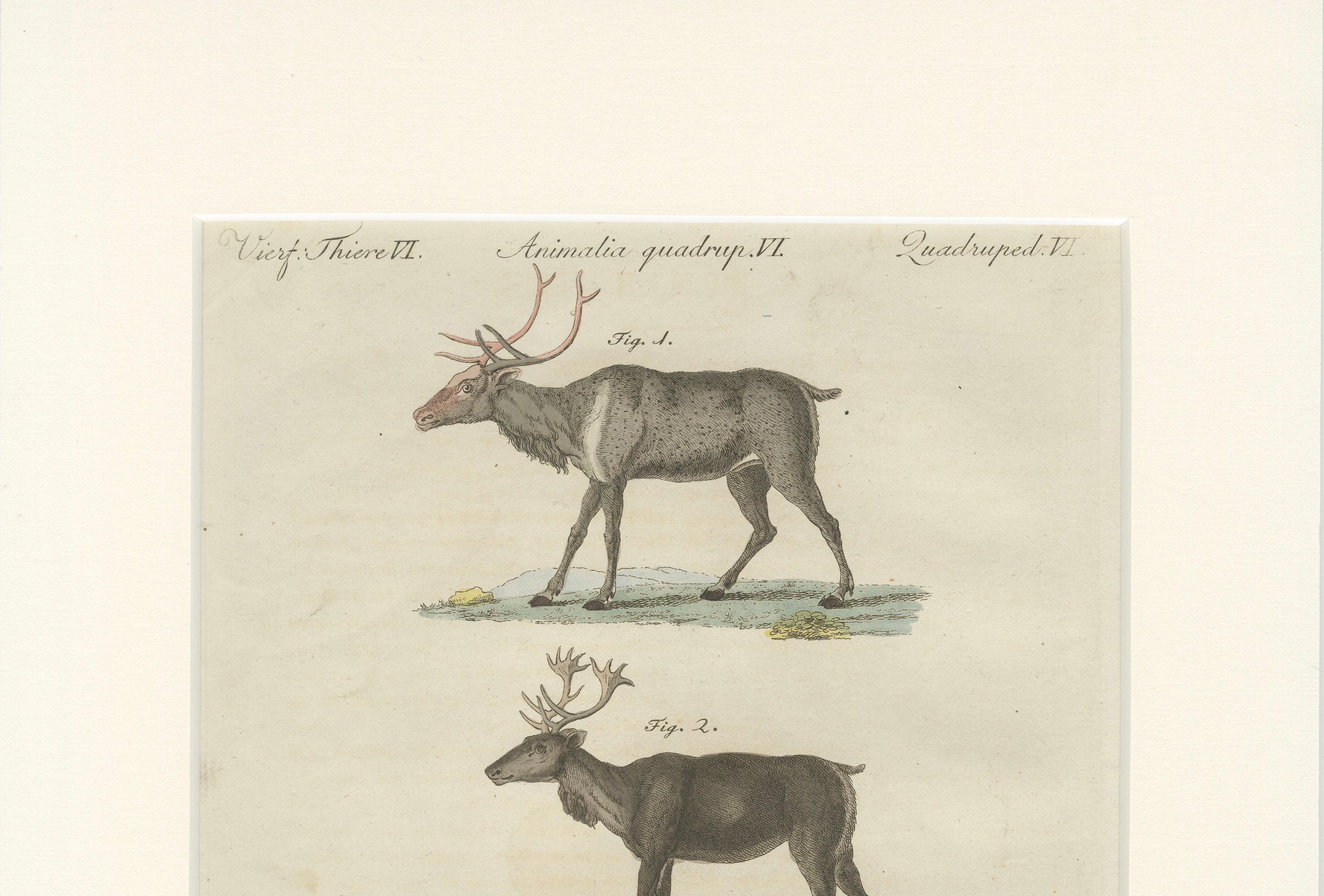 Antique Reindeer & Northern Deer Engraving – Bertuch, c. 1792
