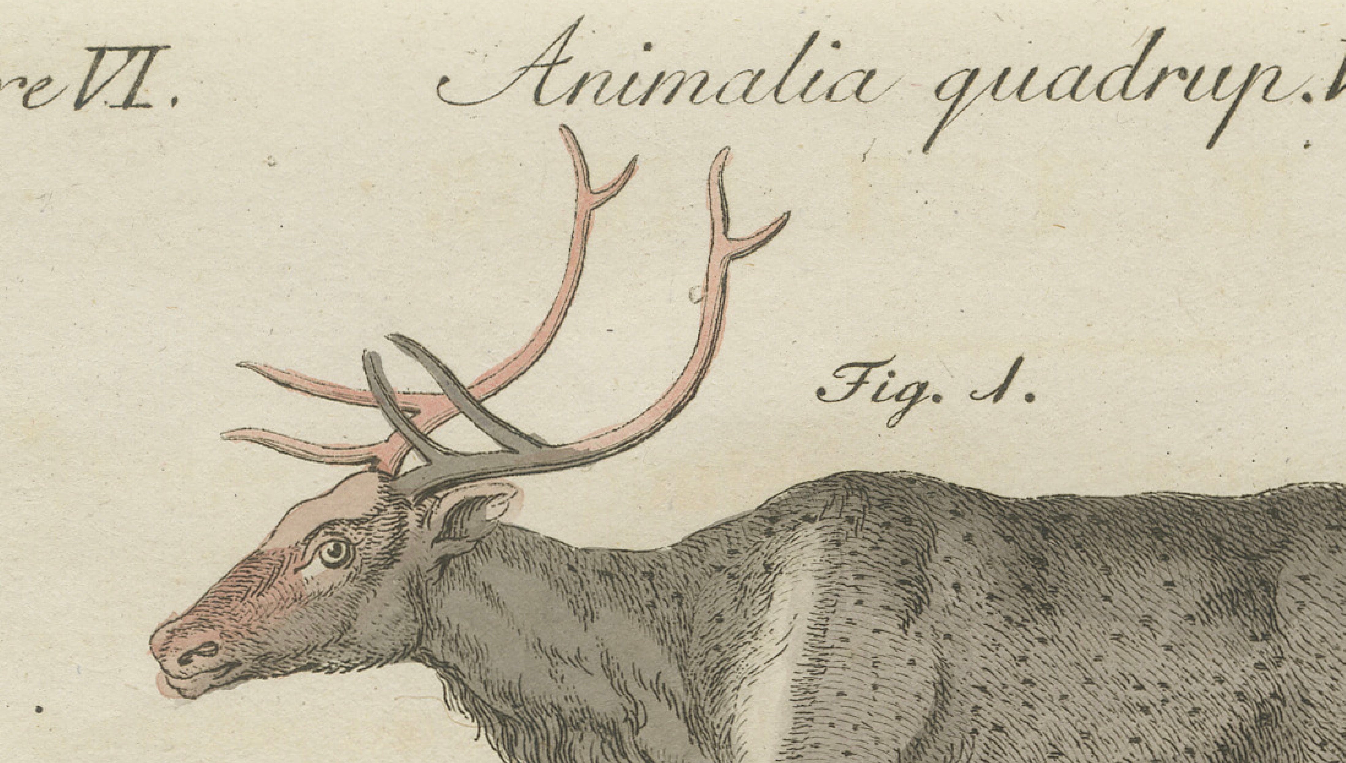 Antique Reindeer & Northern Deer Engraving – Bertuch, c. 1792