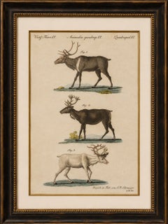 Antique Reindeer & Northern Deer Engraving – Bertuch, c. 1792