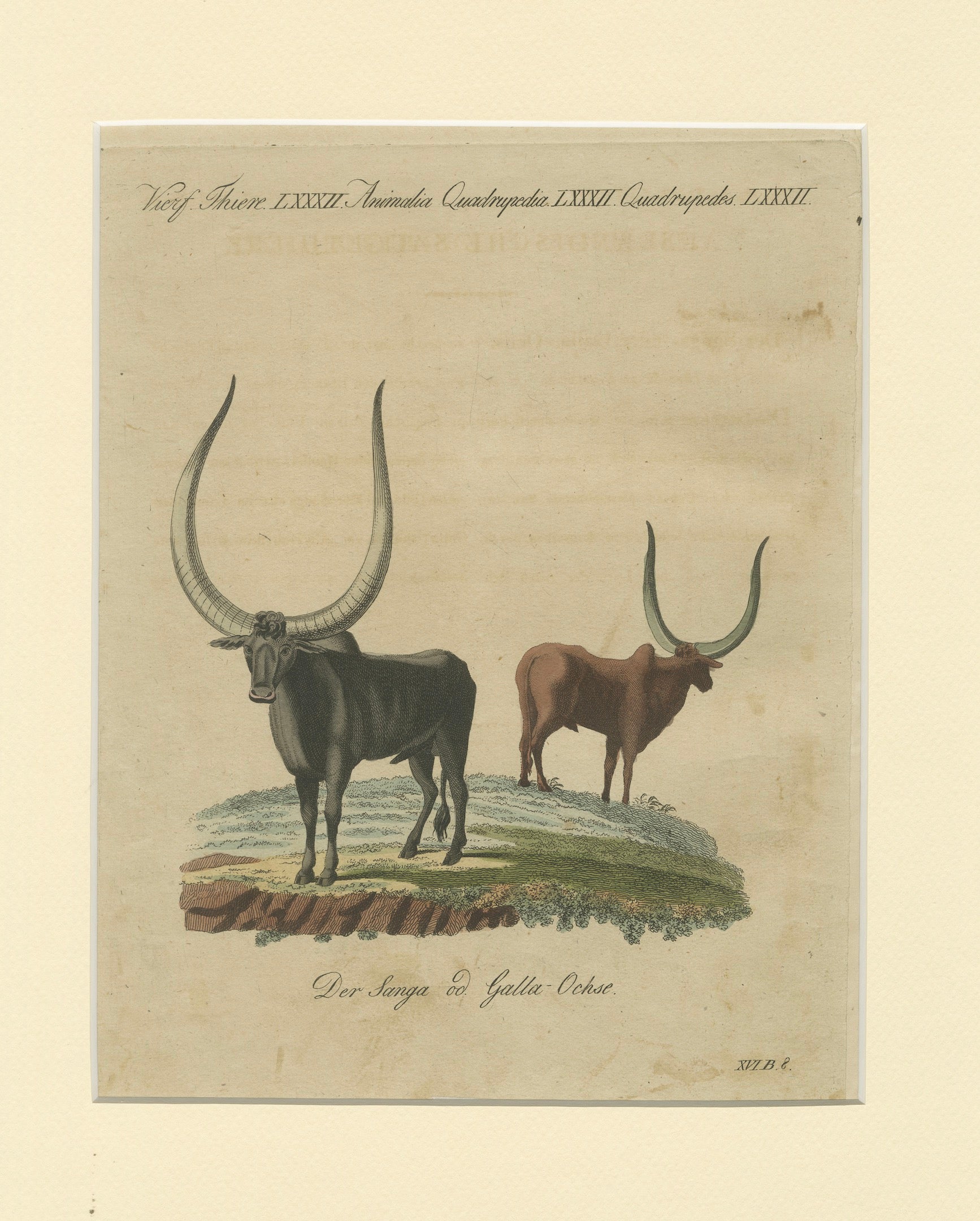 Antique African Sanga Longhorn Cattle Engraving – Bertuch, c.1810