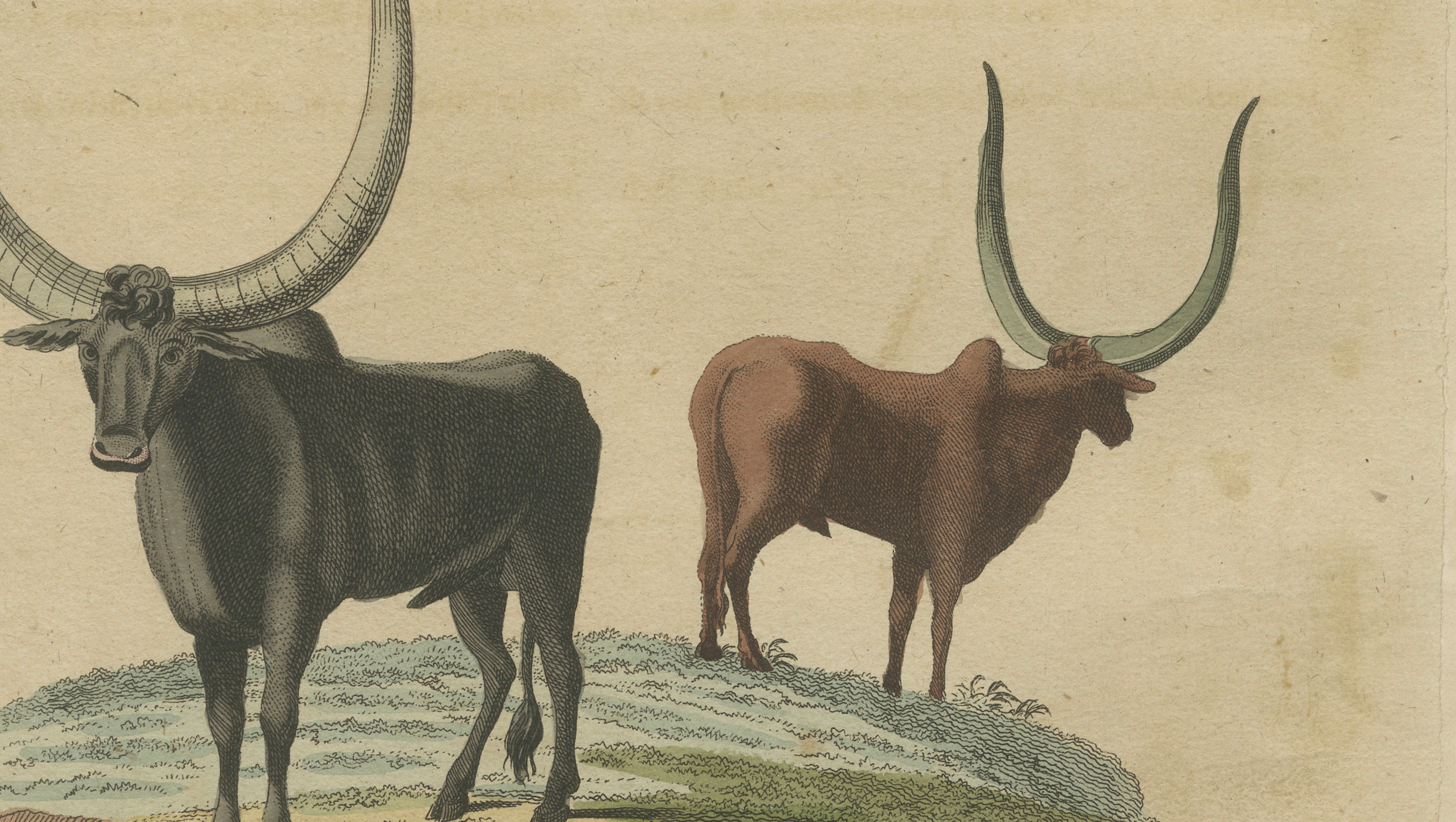 Antique African Sanga Longhorn Cattle Engraving – Bertuch, c.1810