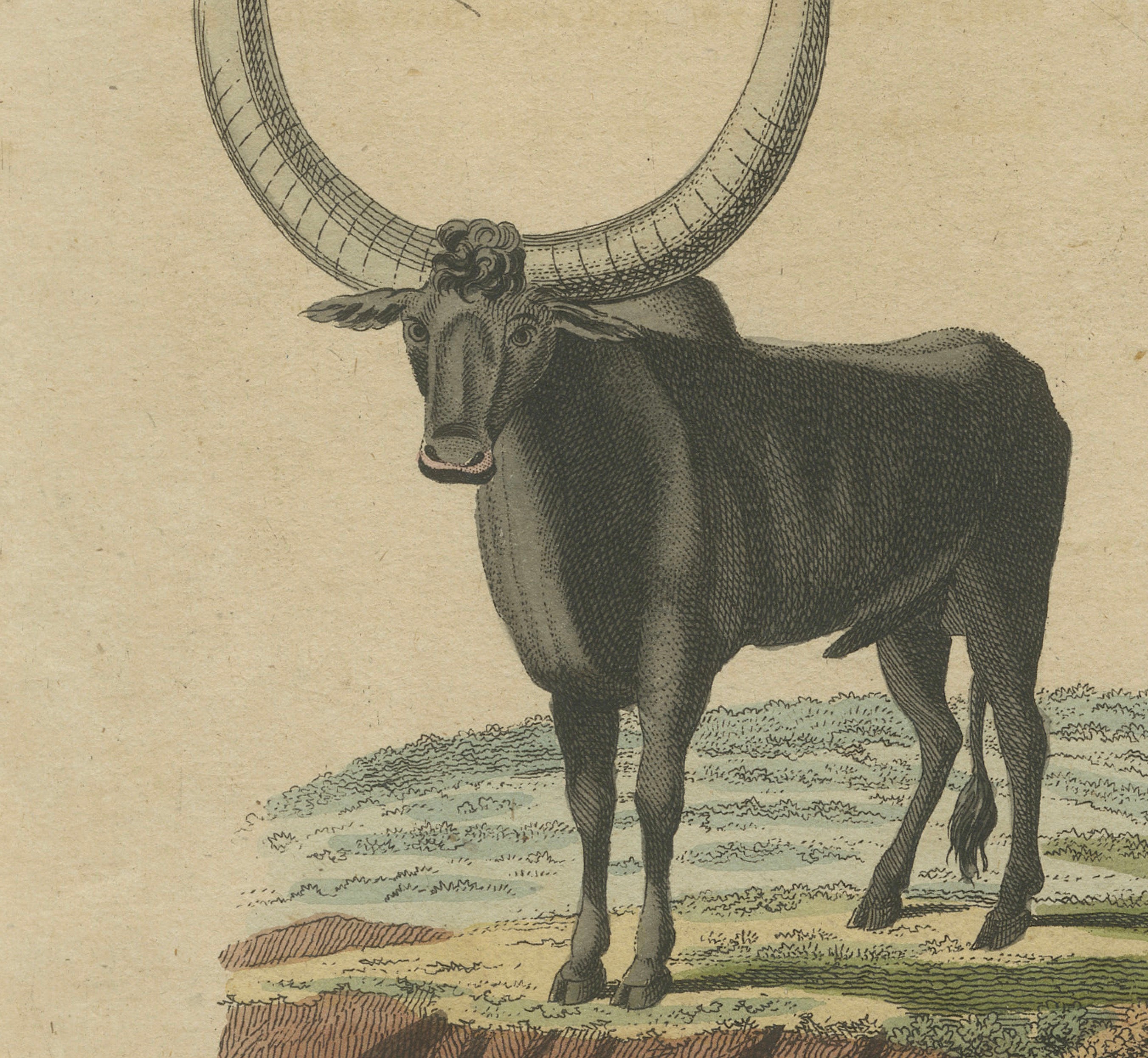 Antique African Sanga Longhorn Cattle Engraving – Bertuch, c.1810